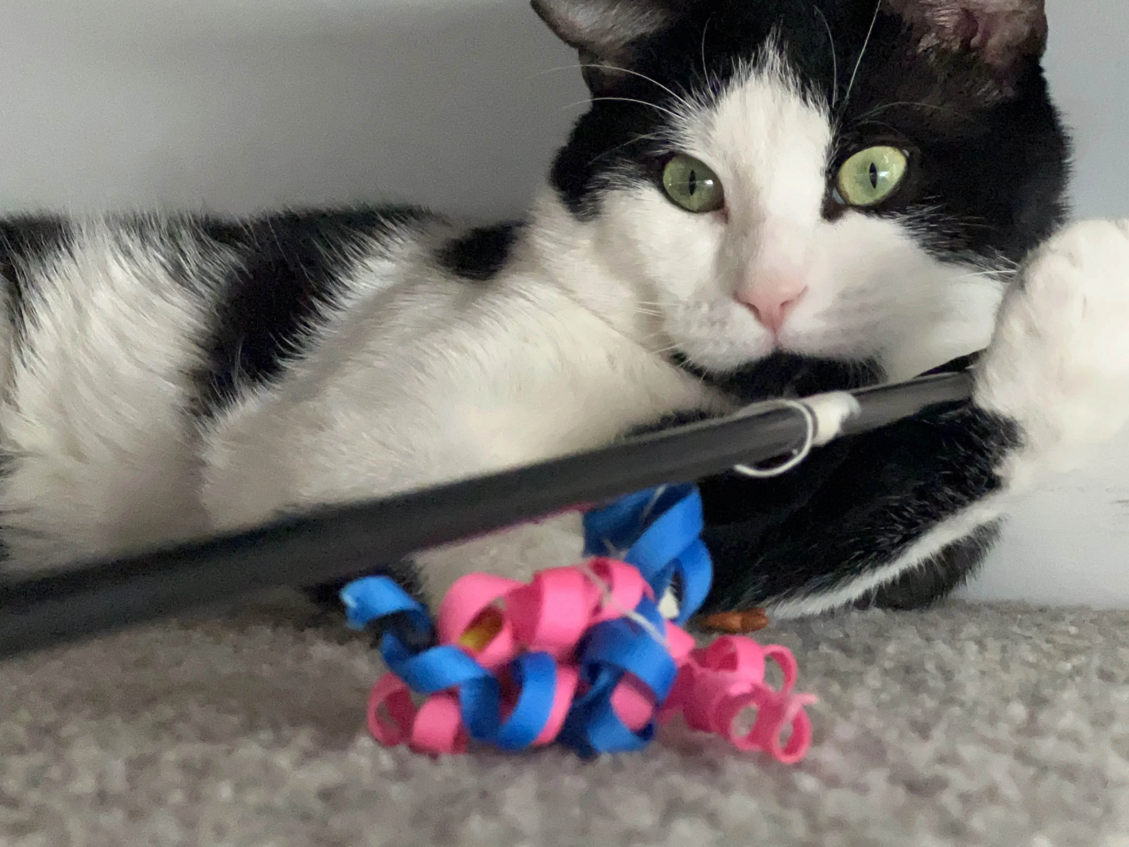 Lost pet-2
