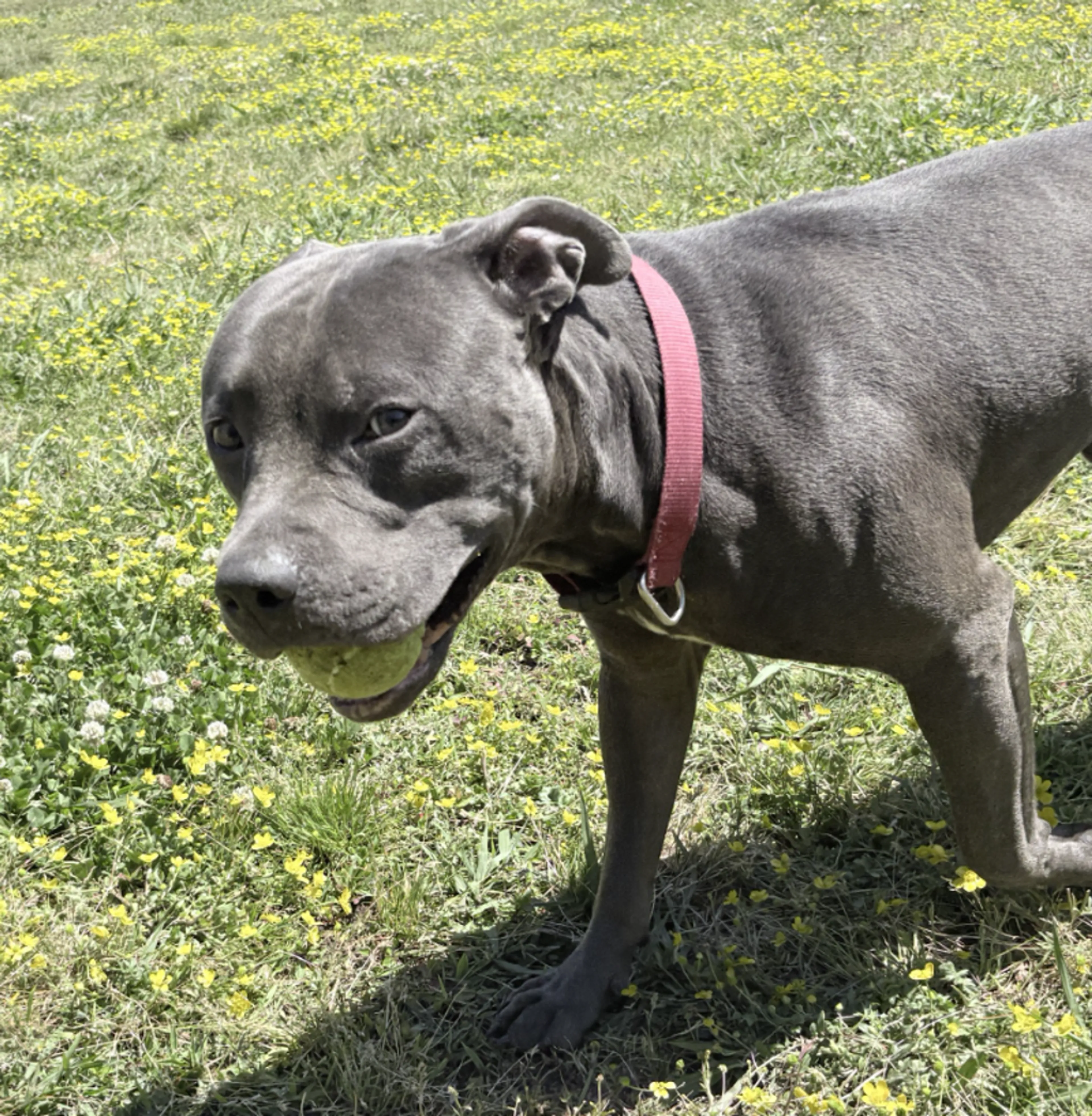 Found pet-3