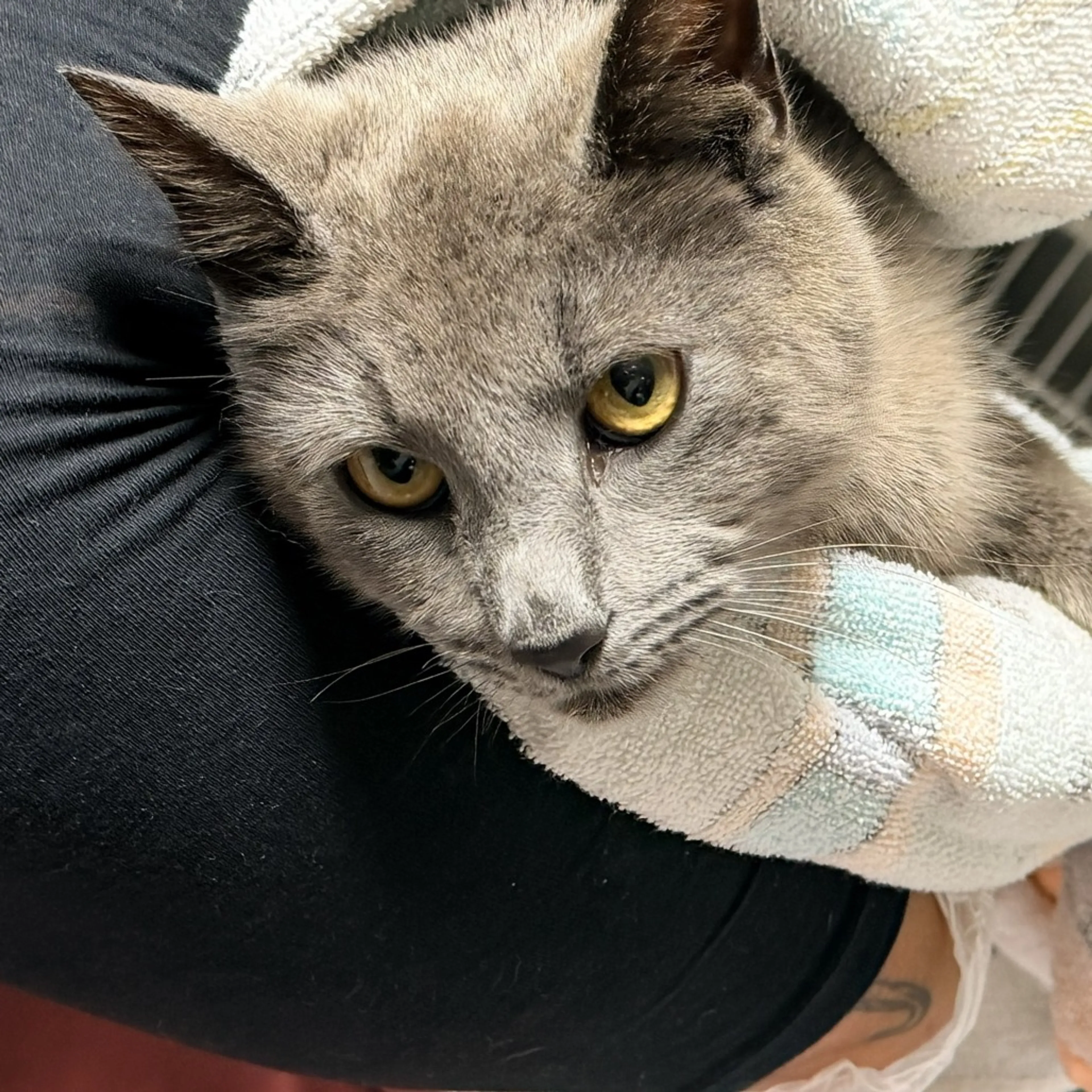Found pet-1