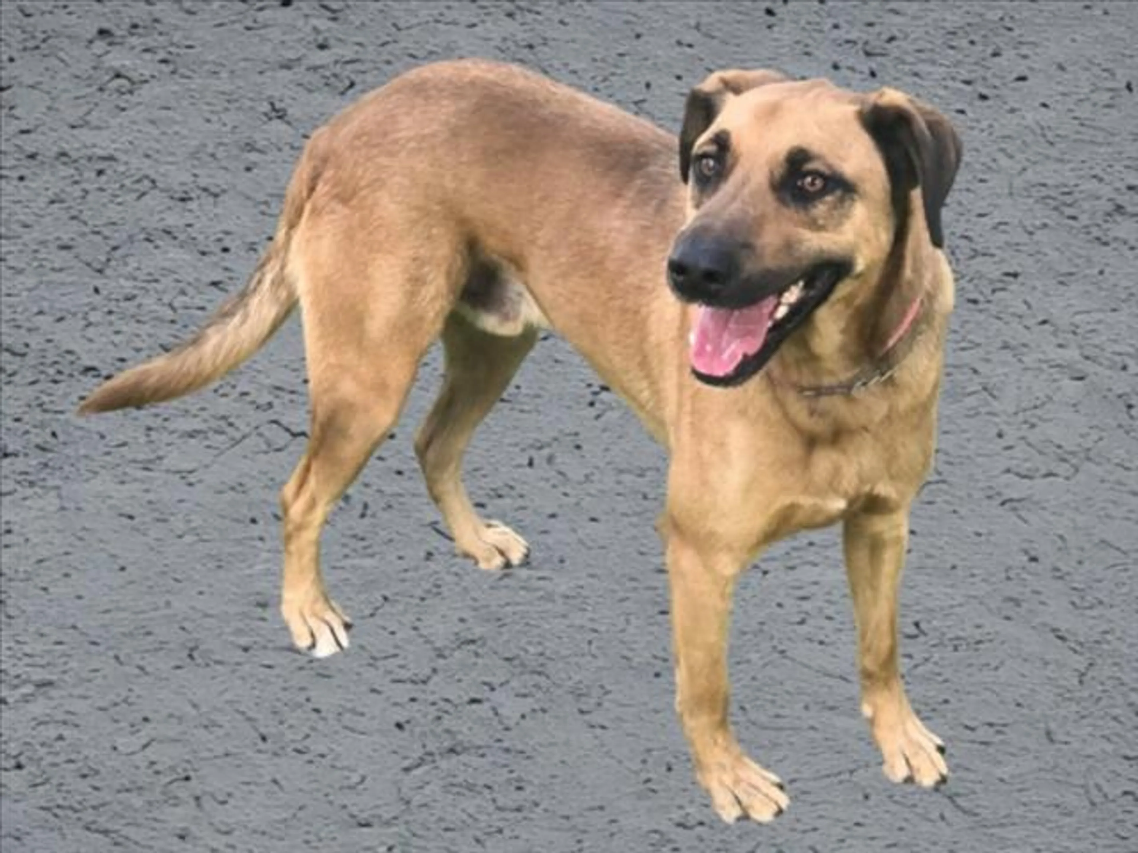 Found pet