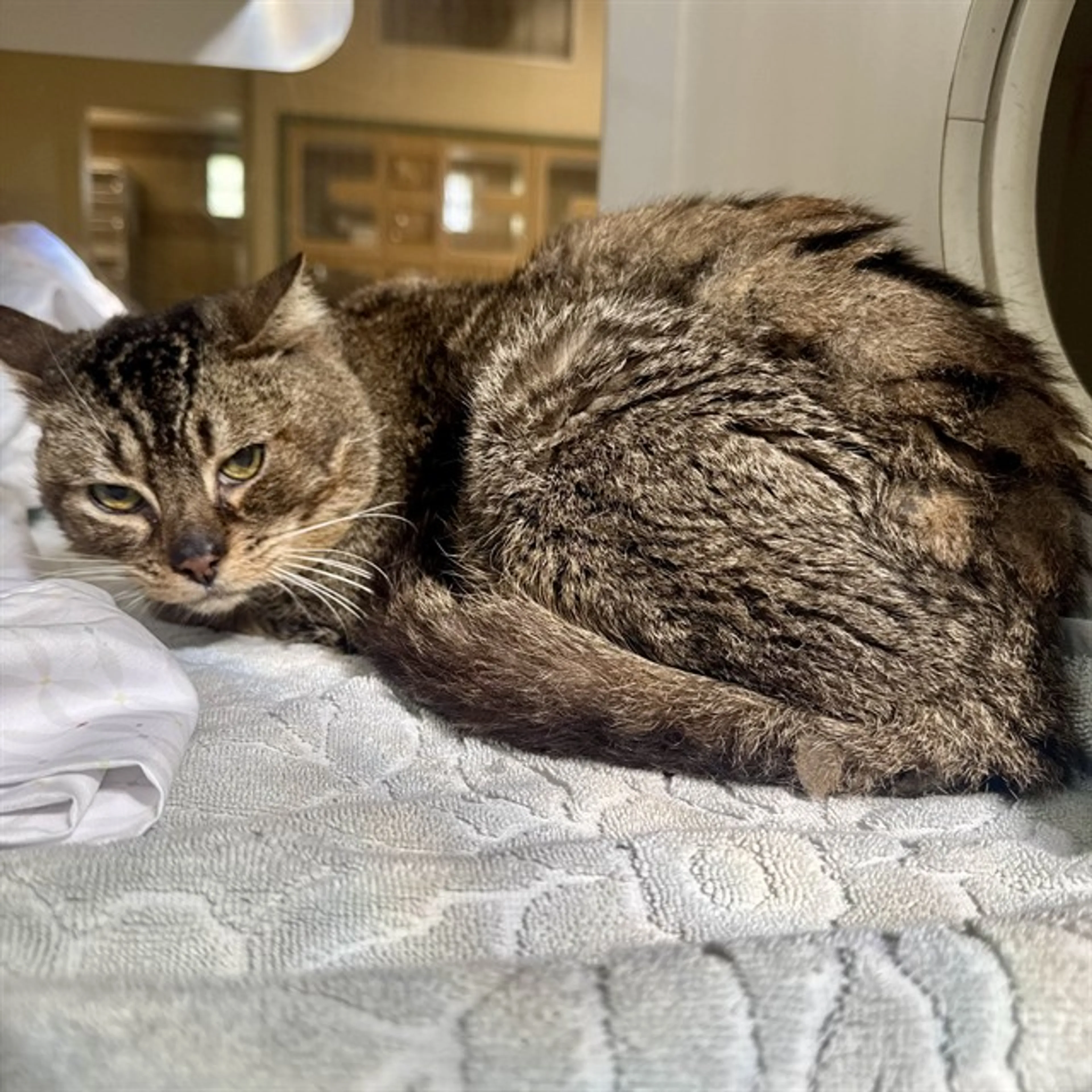 Found pet