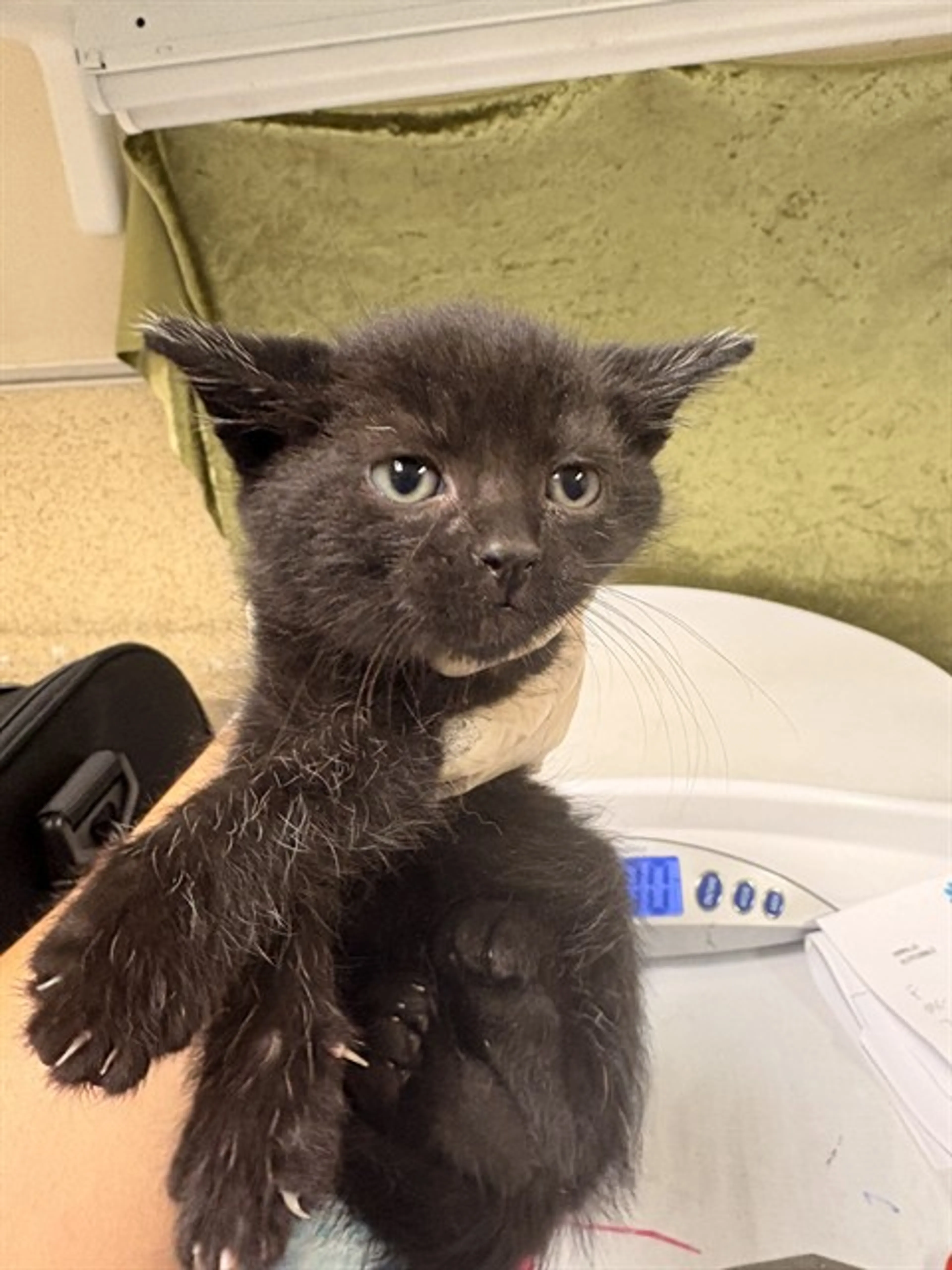 Found pet