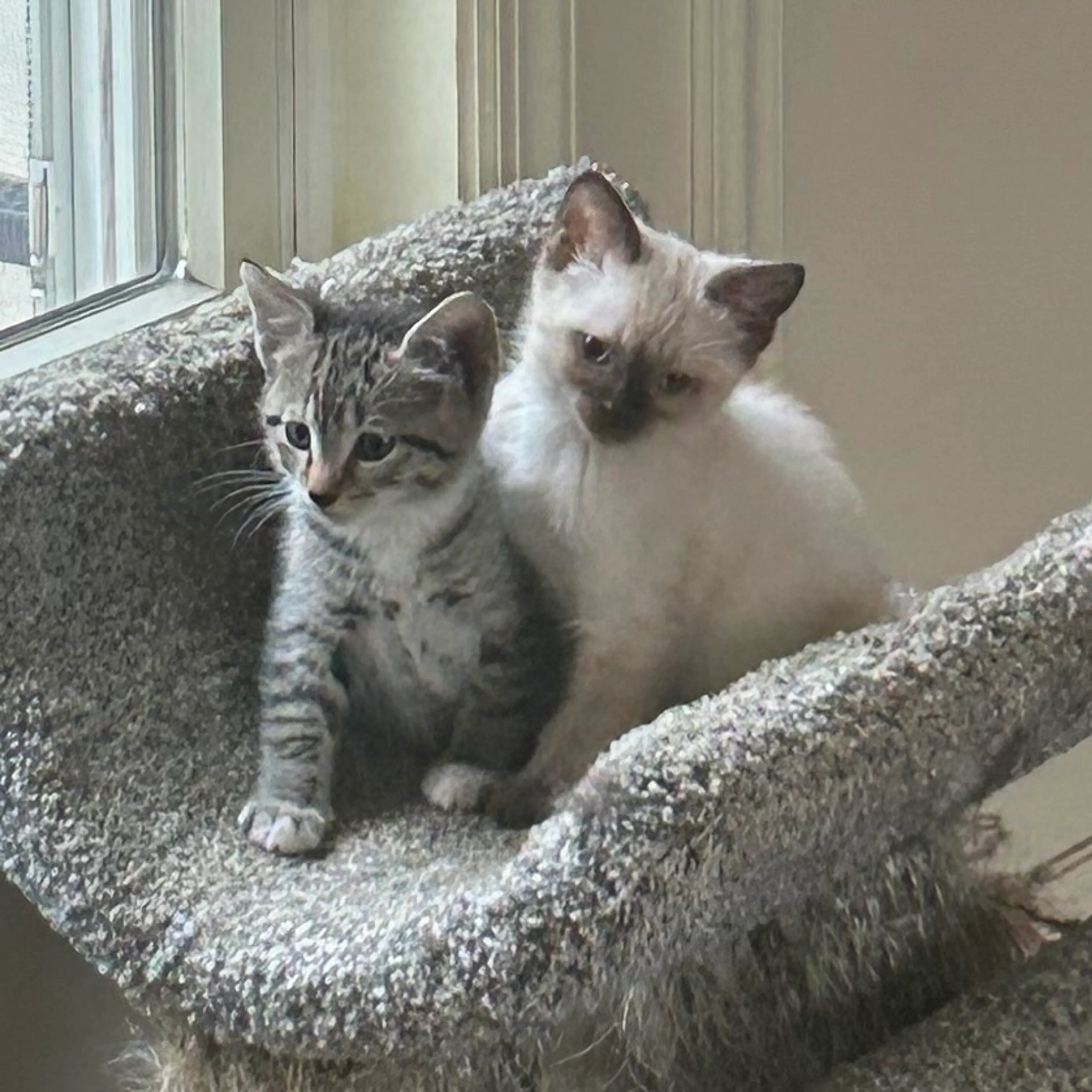 Found pet-1
