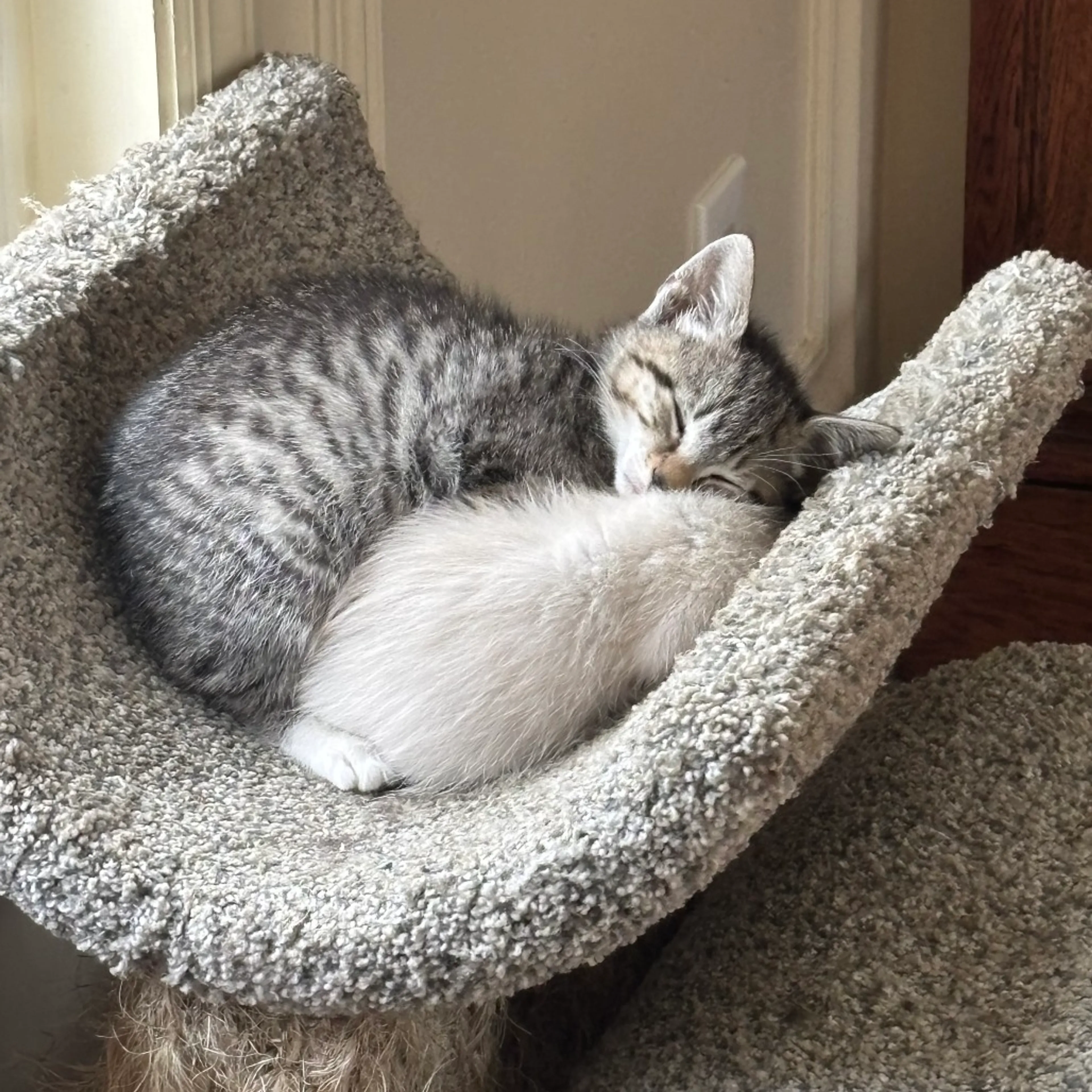 Found pet-3