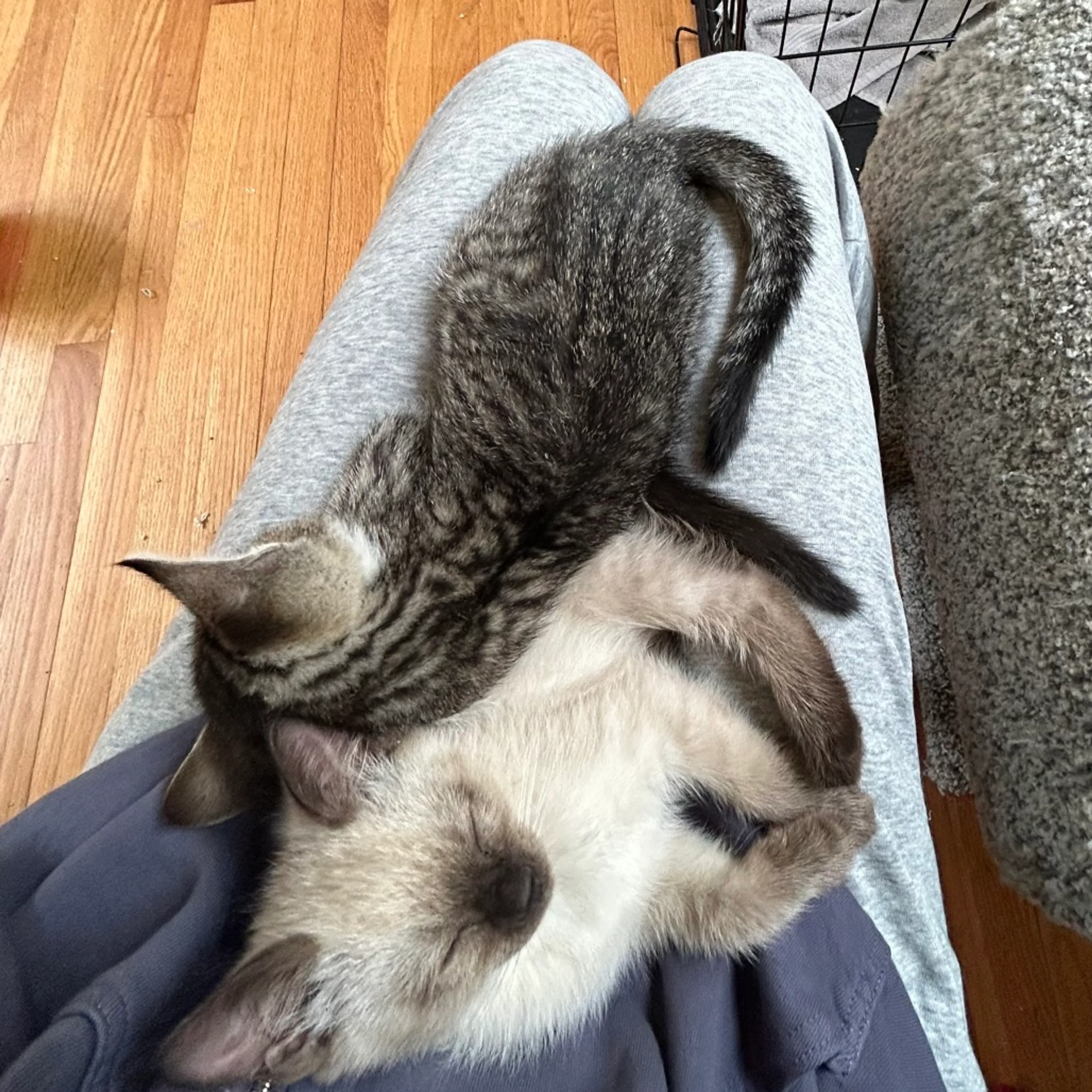 Found pet-2