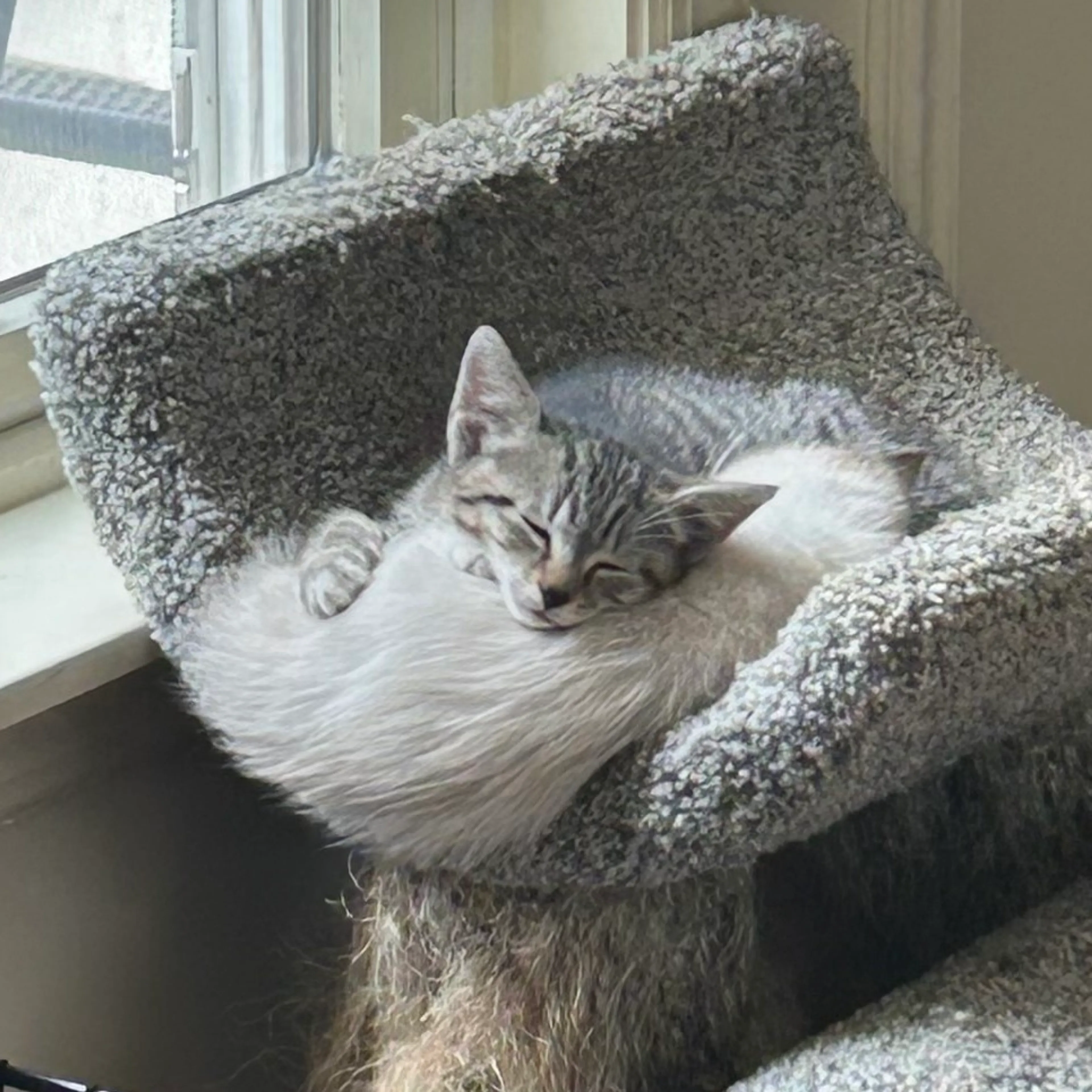 Found pet-0