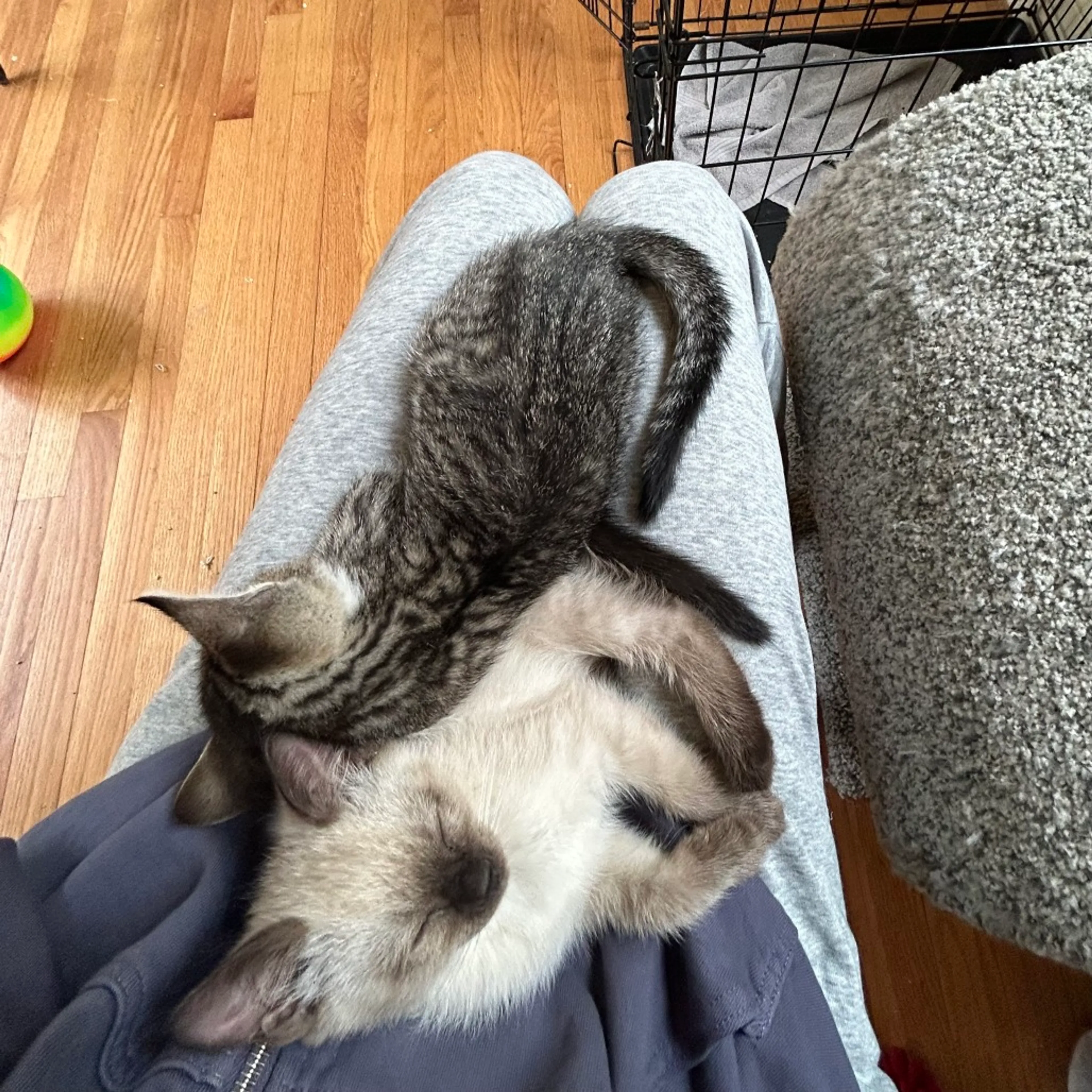 Found pet-2