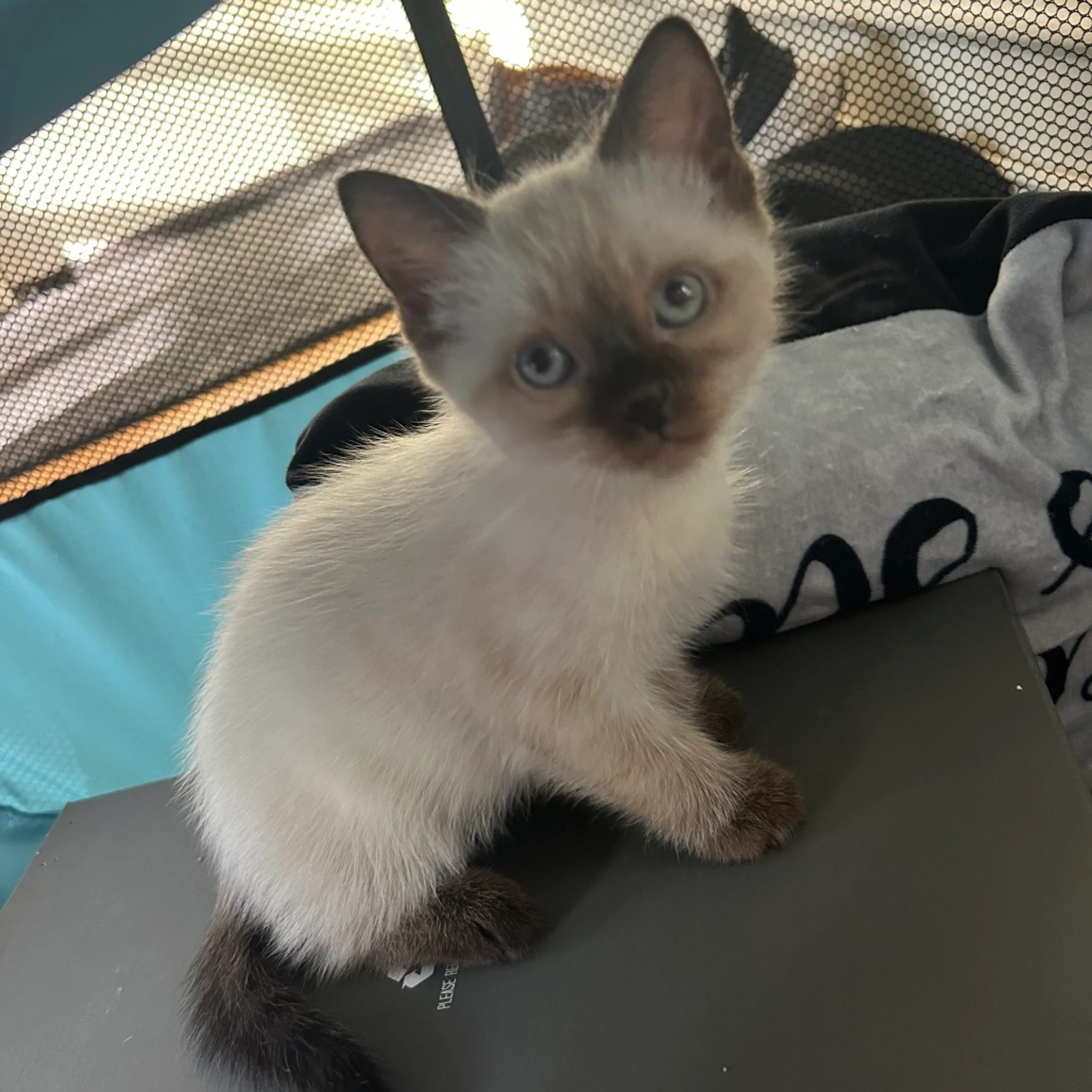 Found pet-0