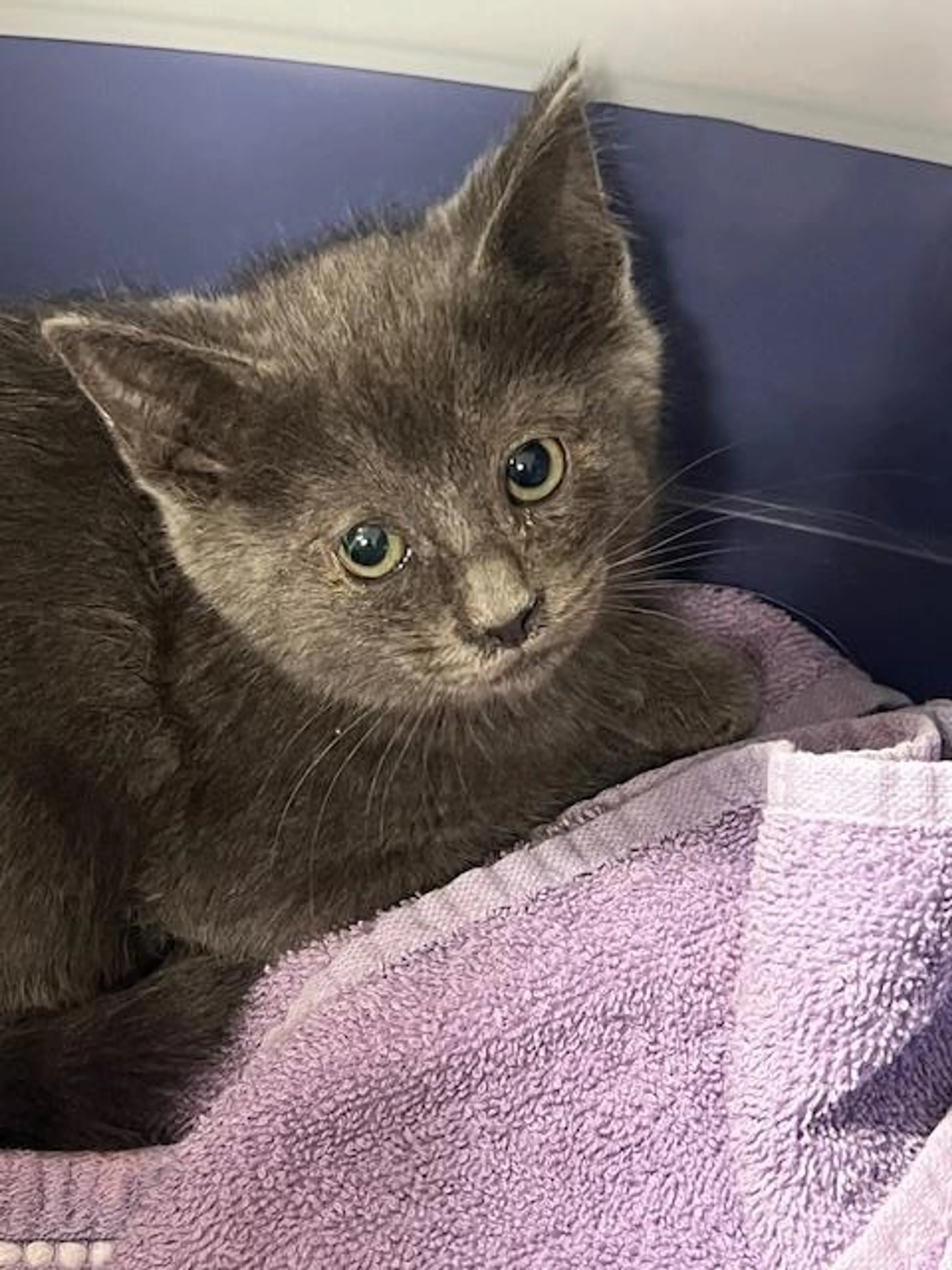 Found pet