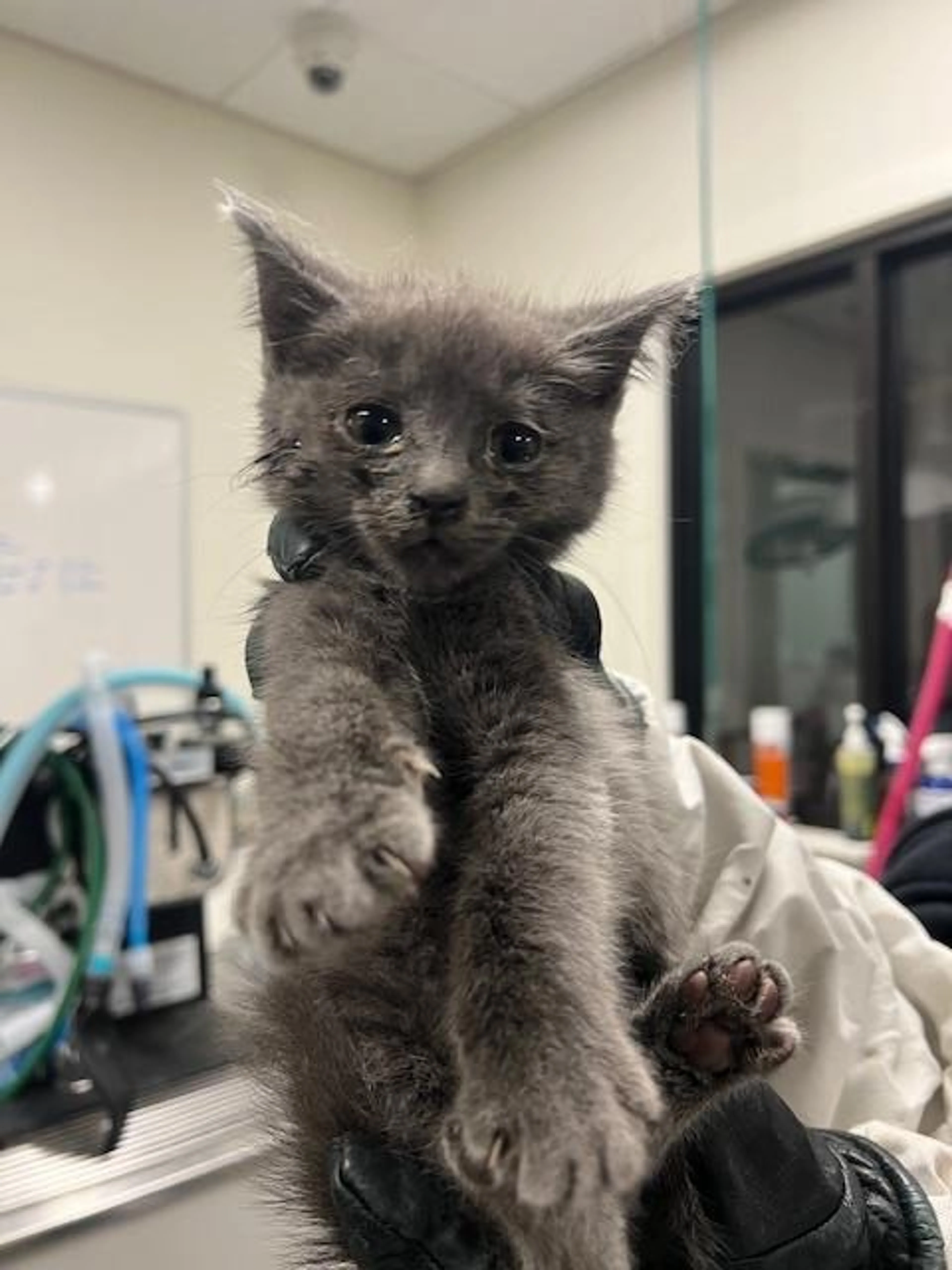 Found pet