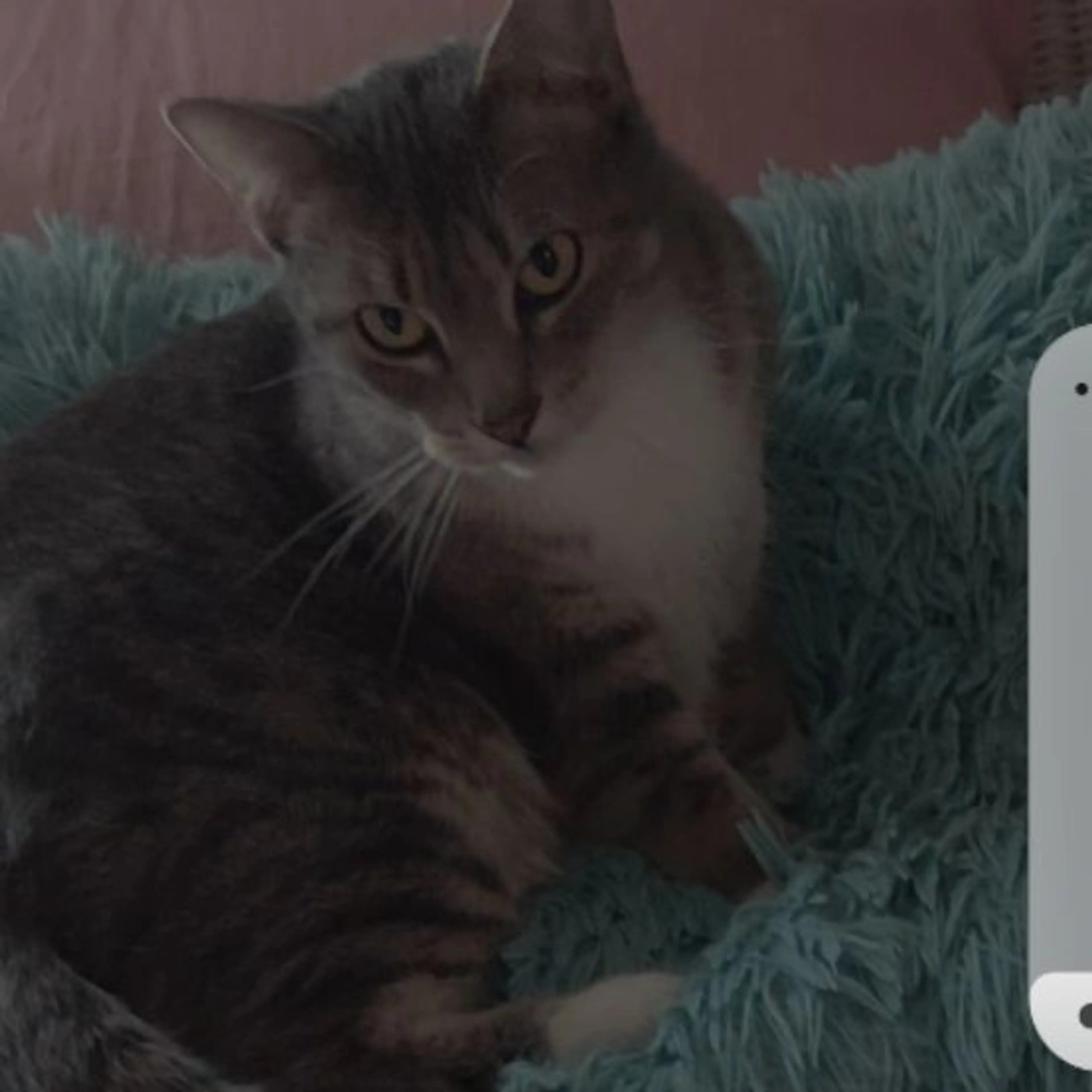 Lost pet