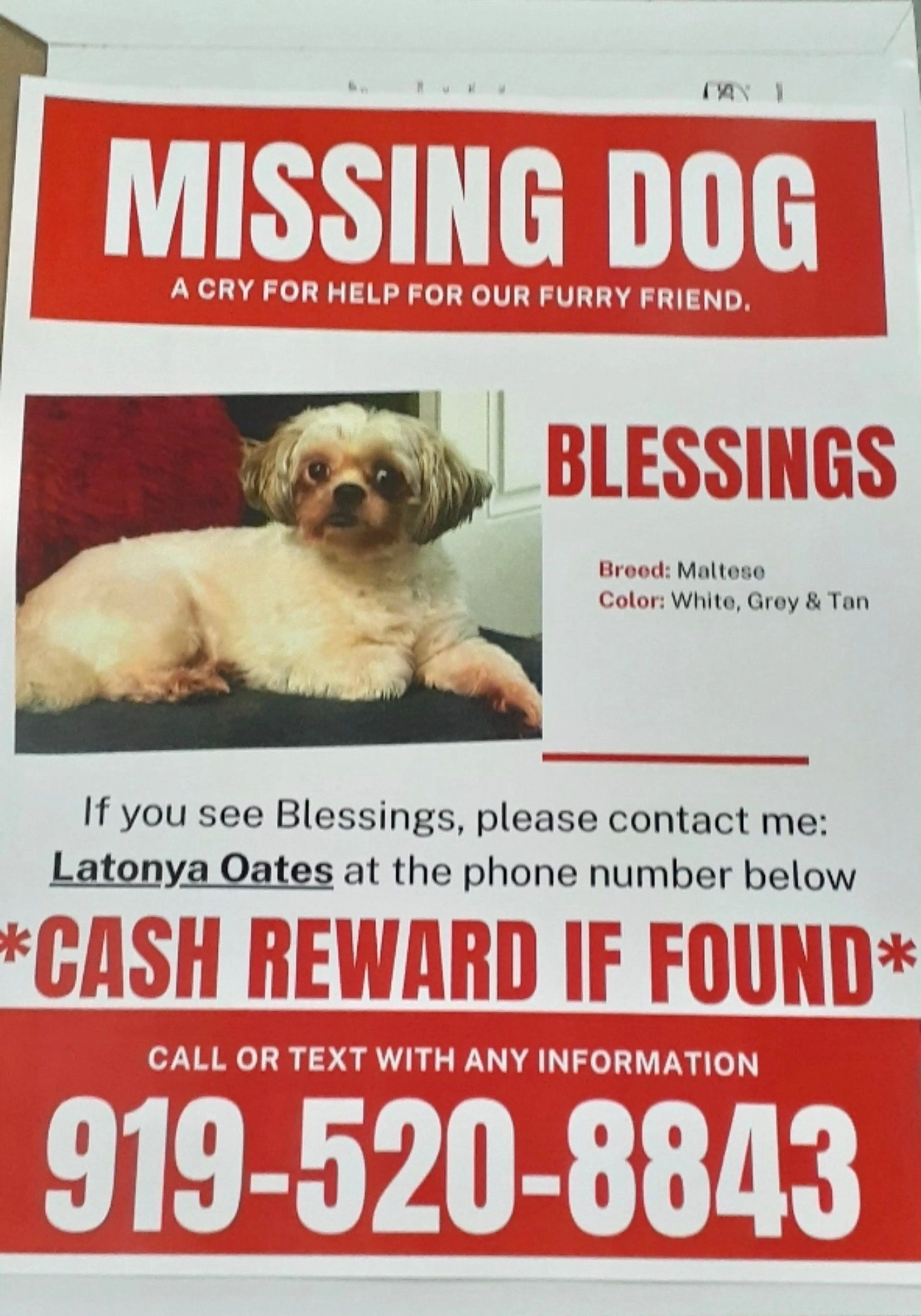 Lost pet