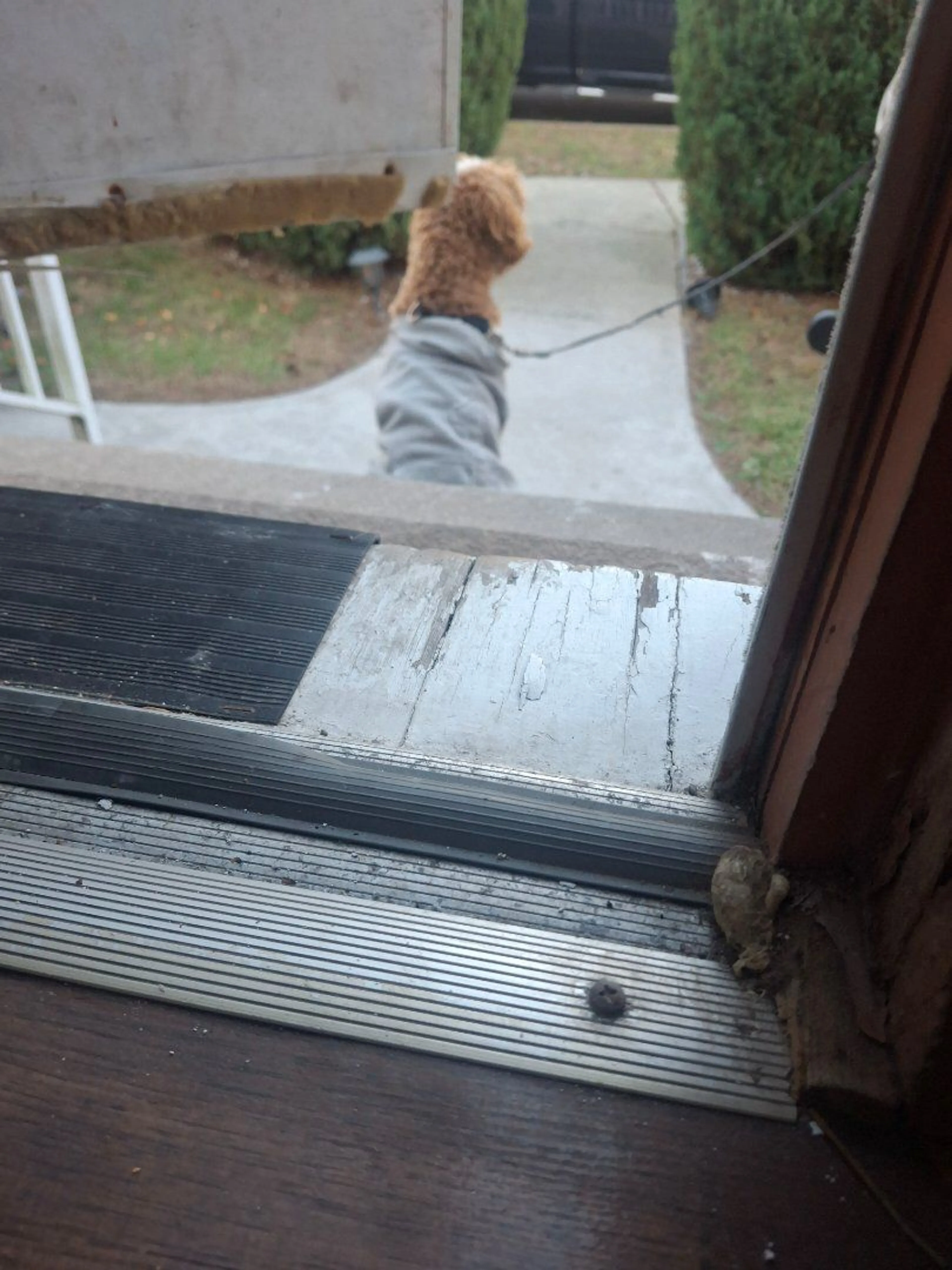 Lost pet-4