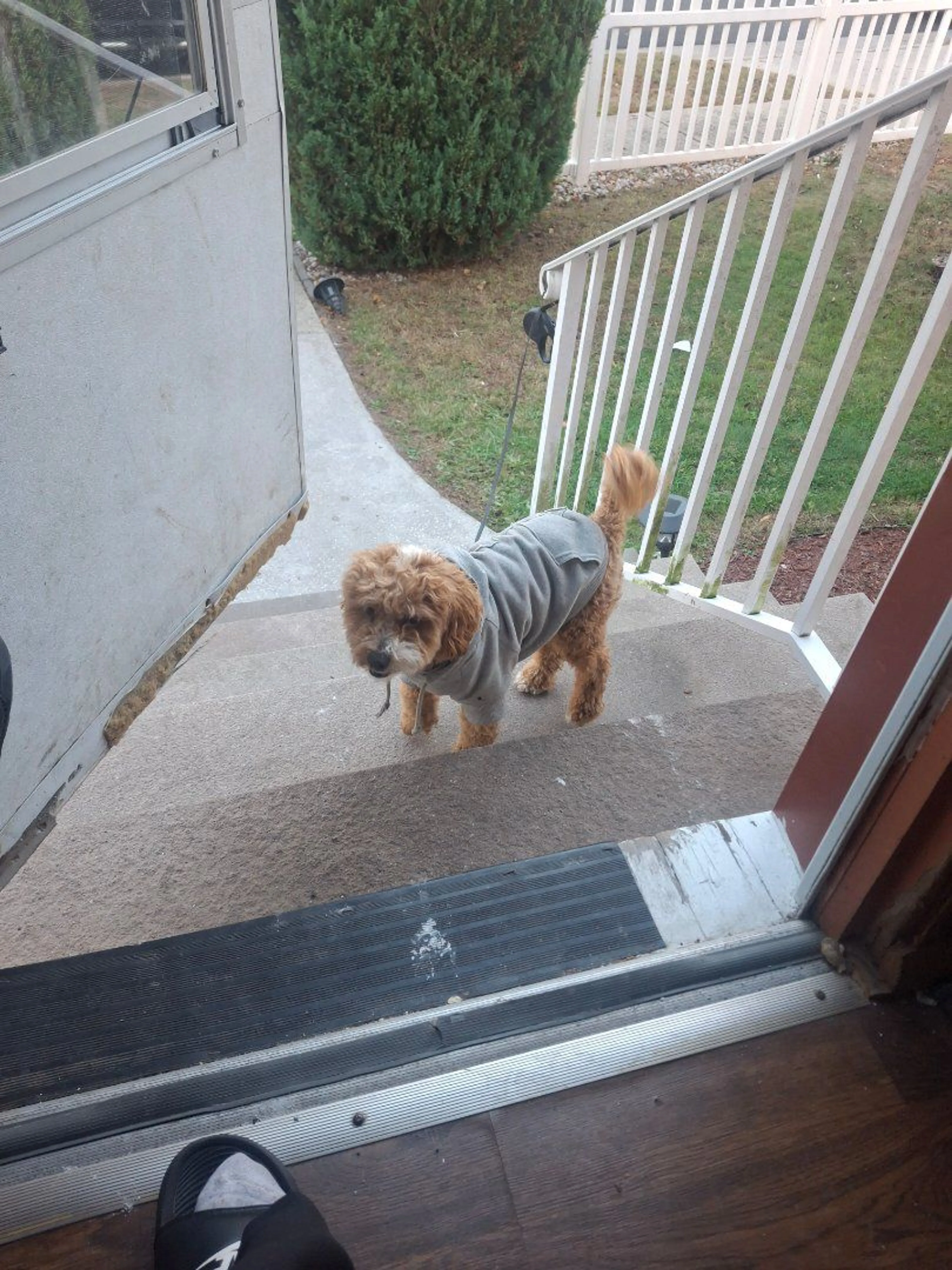 Lost pet-2