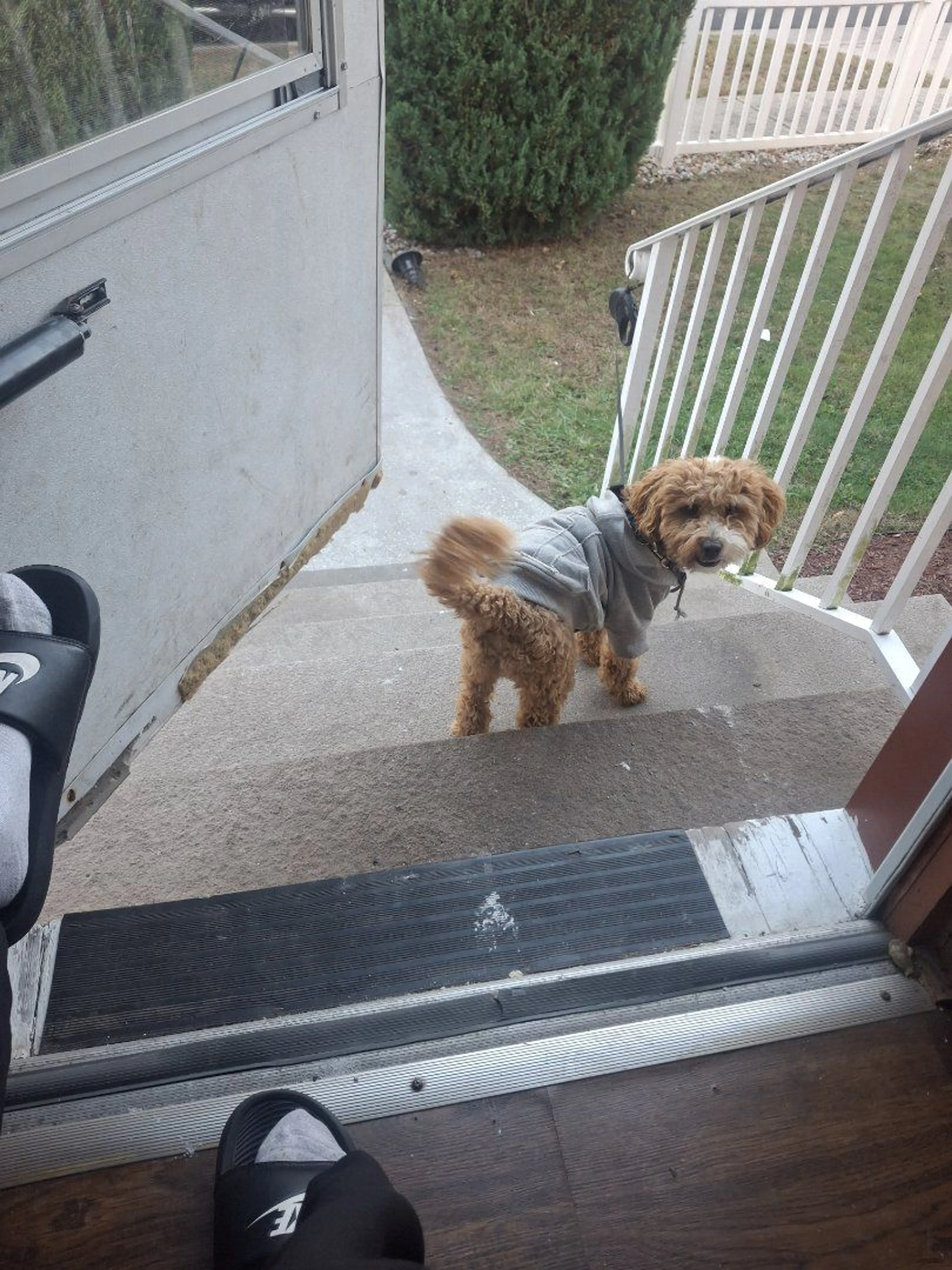 Lost pet-3