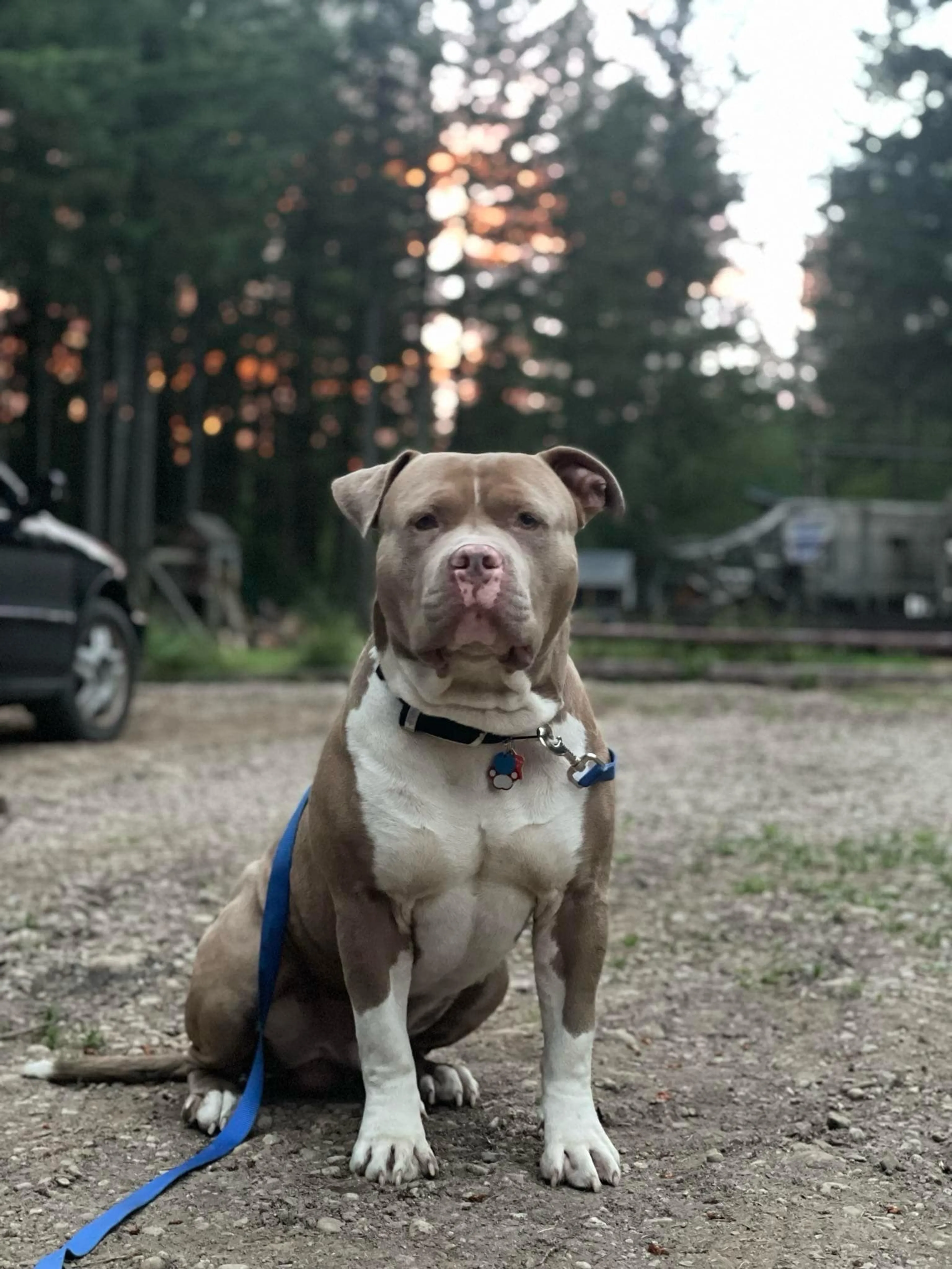Lost pet-3