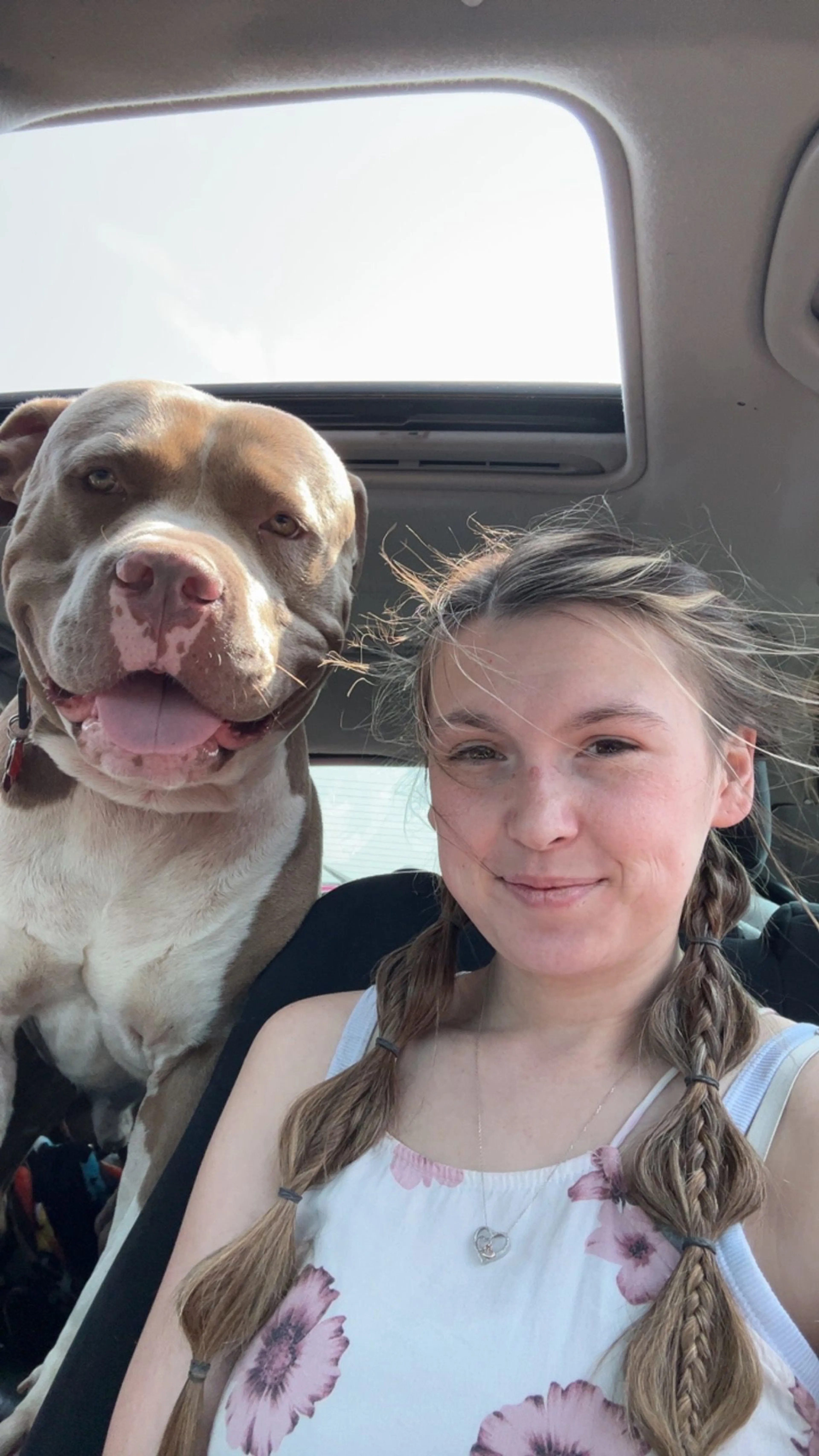 Lost pet-2
