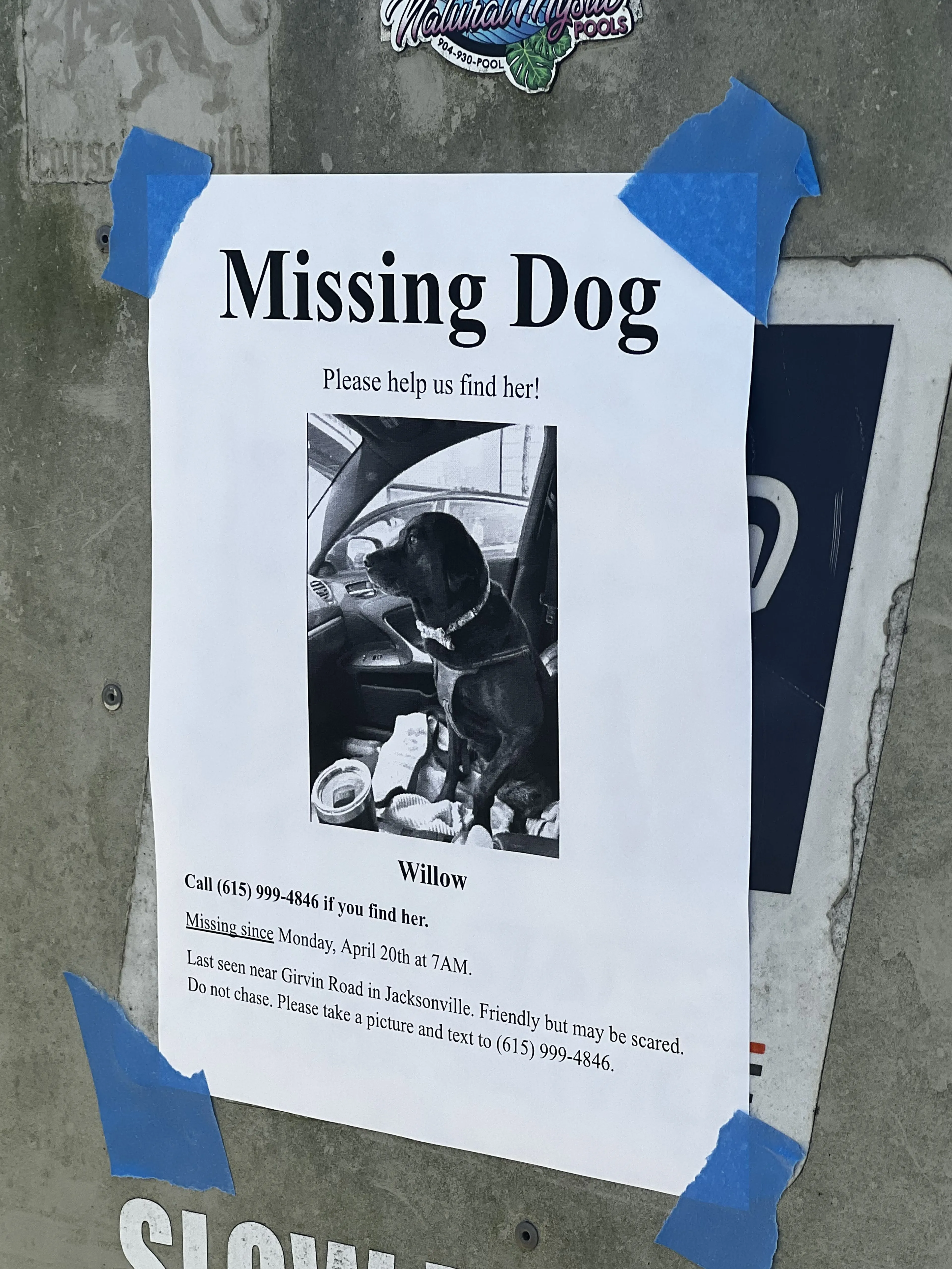 Lost pet-0