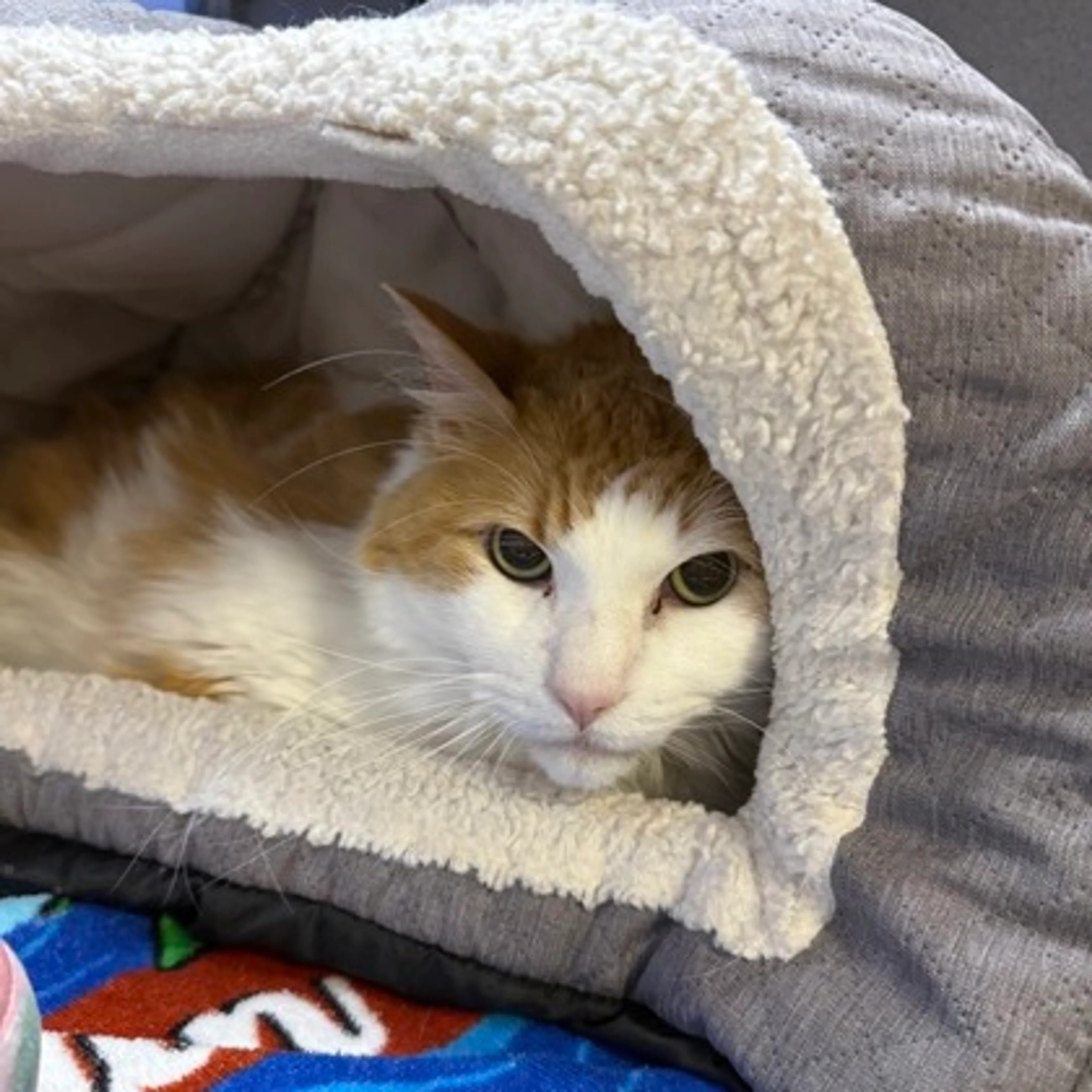 Found pet-1