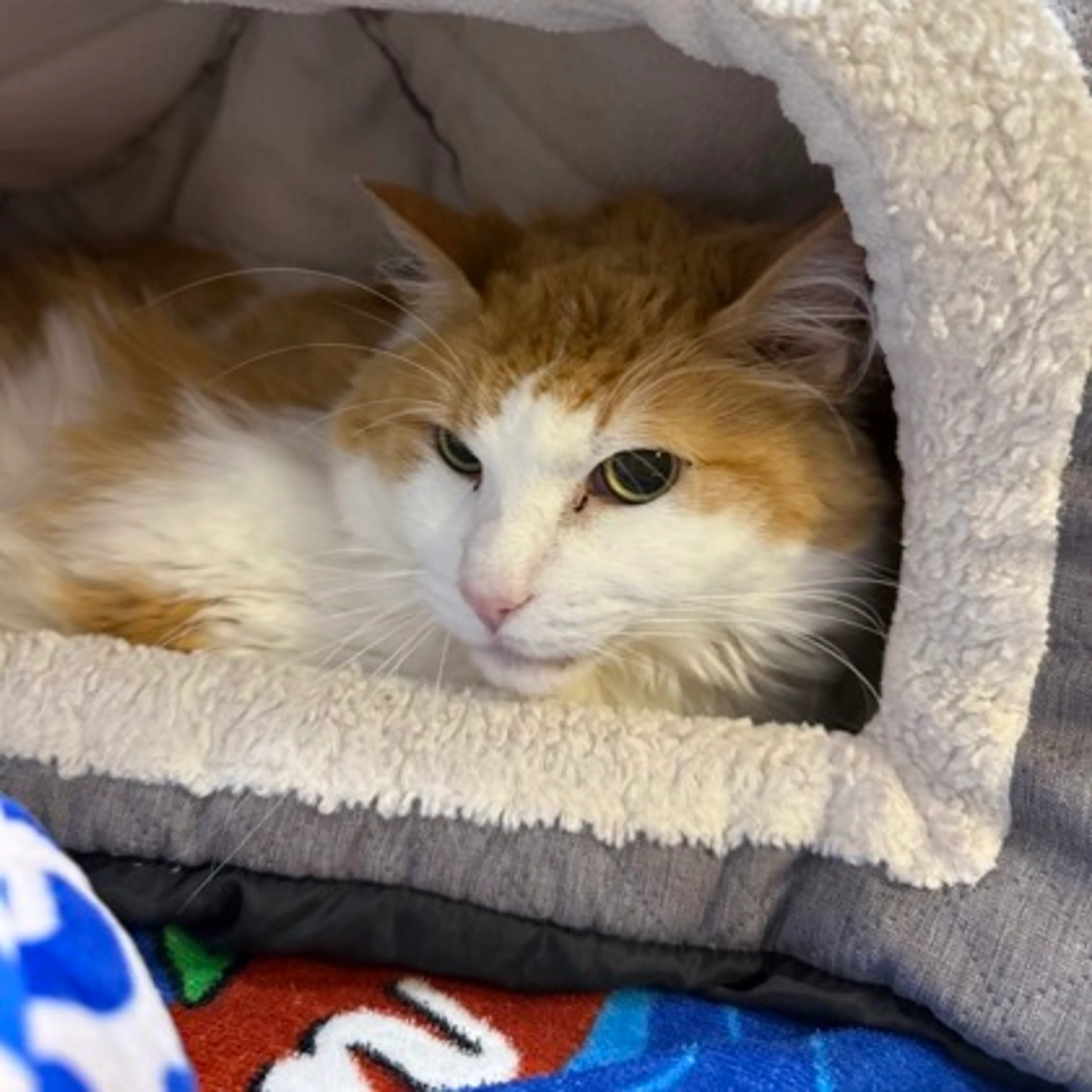 Found pet-2
