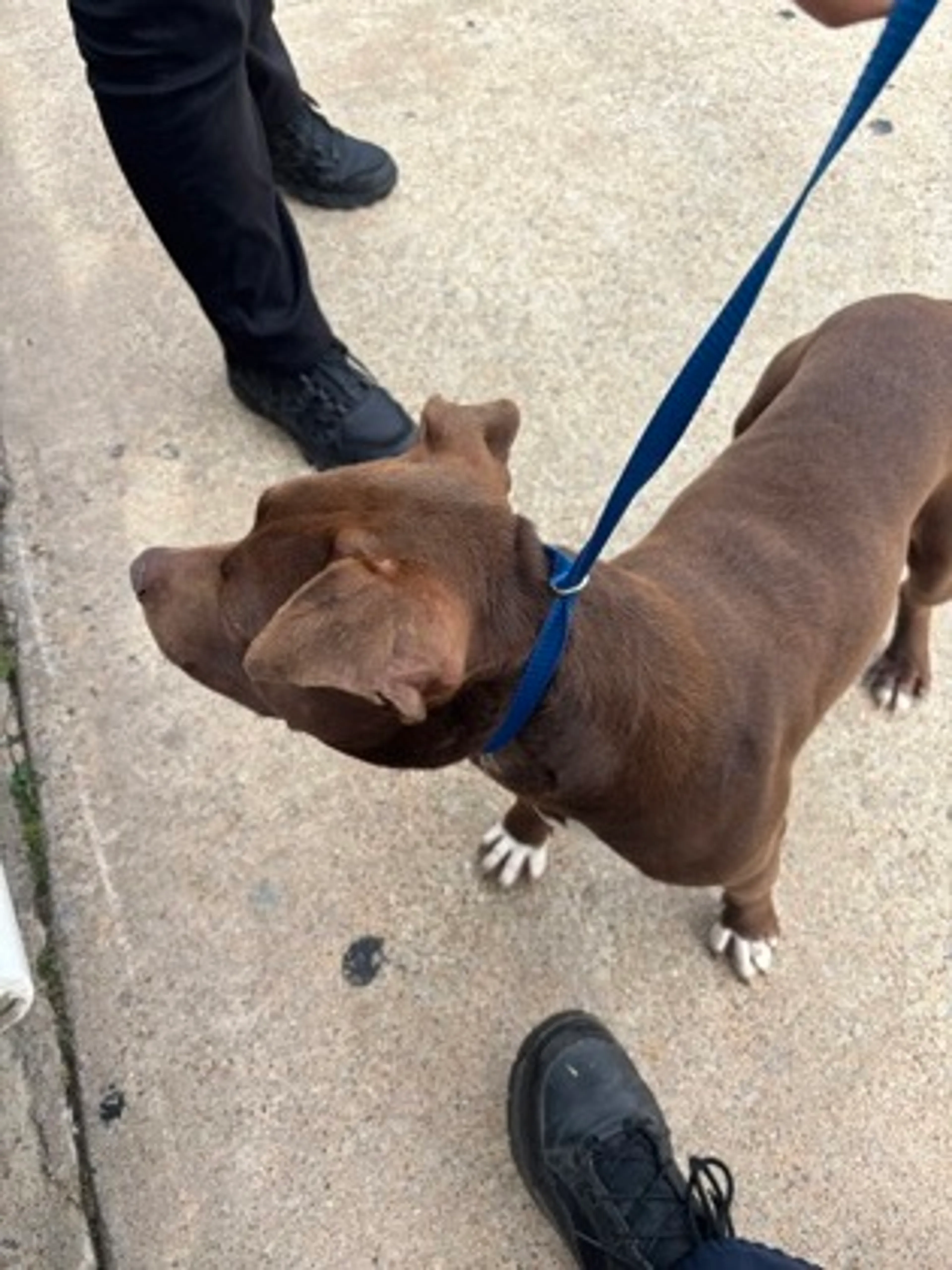 Found pet-2