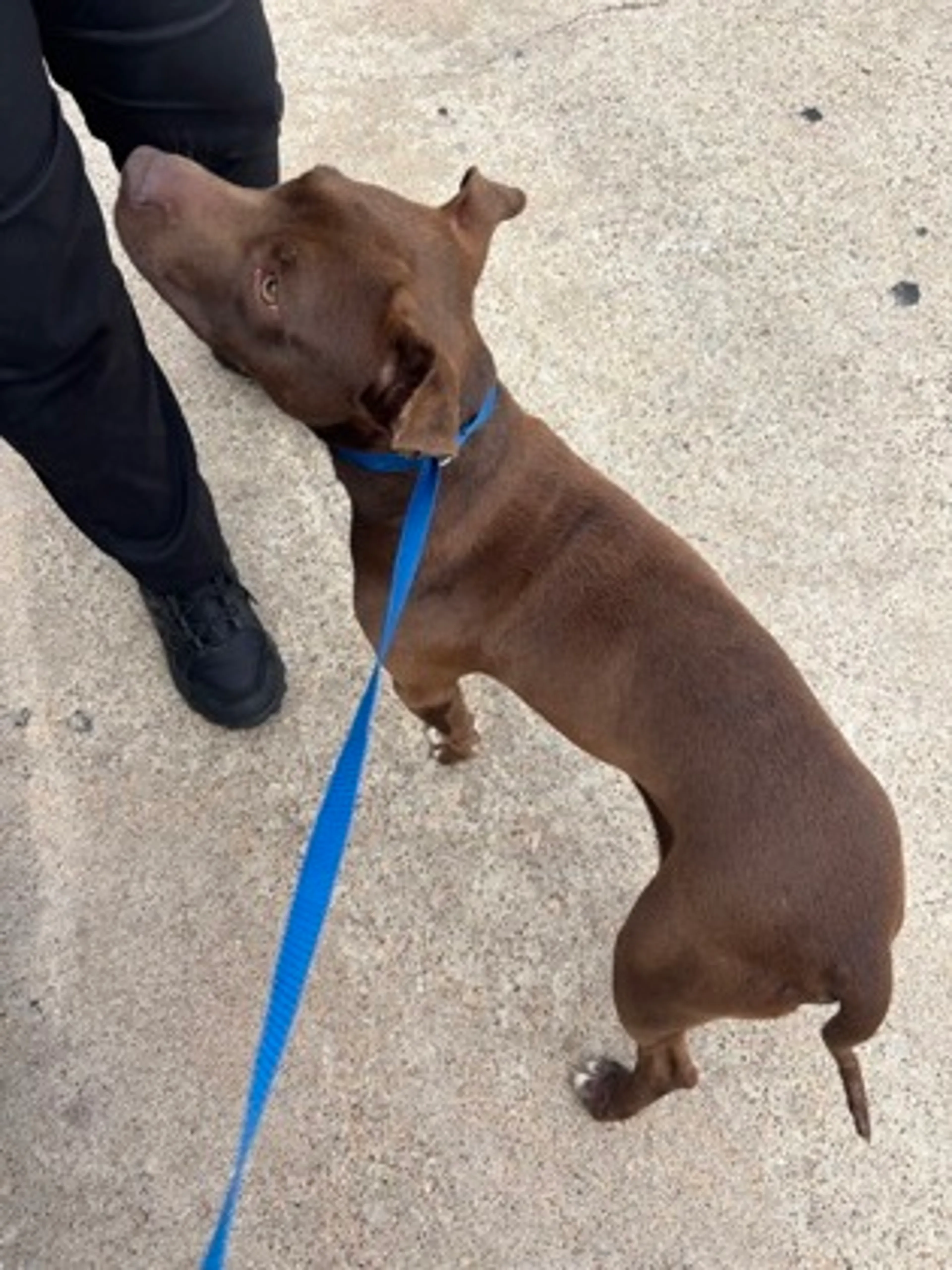 Found pet-1