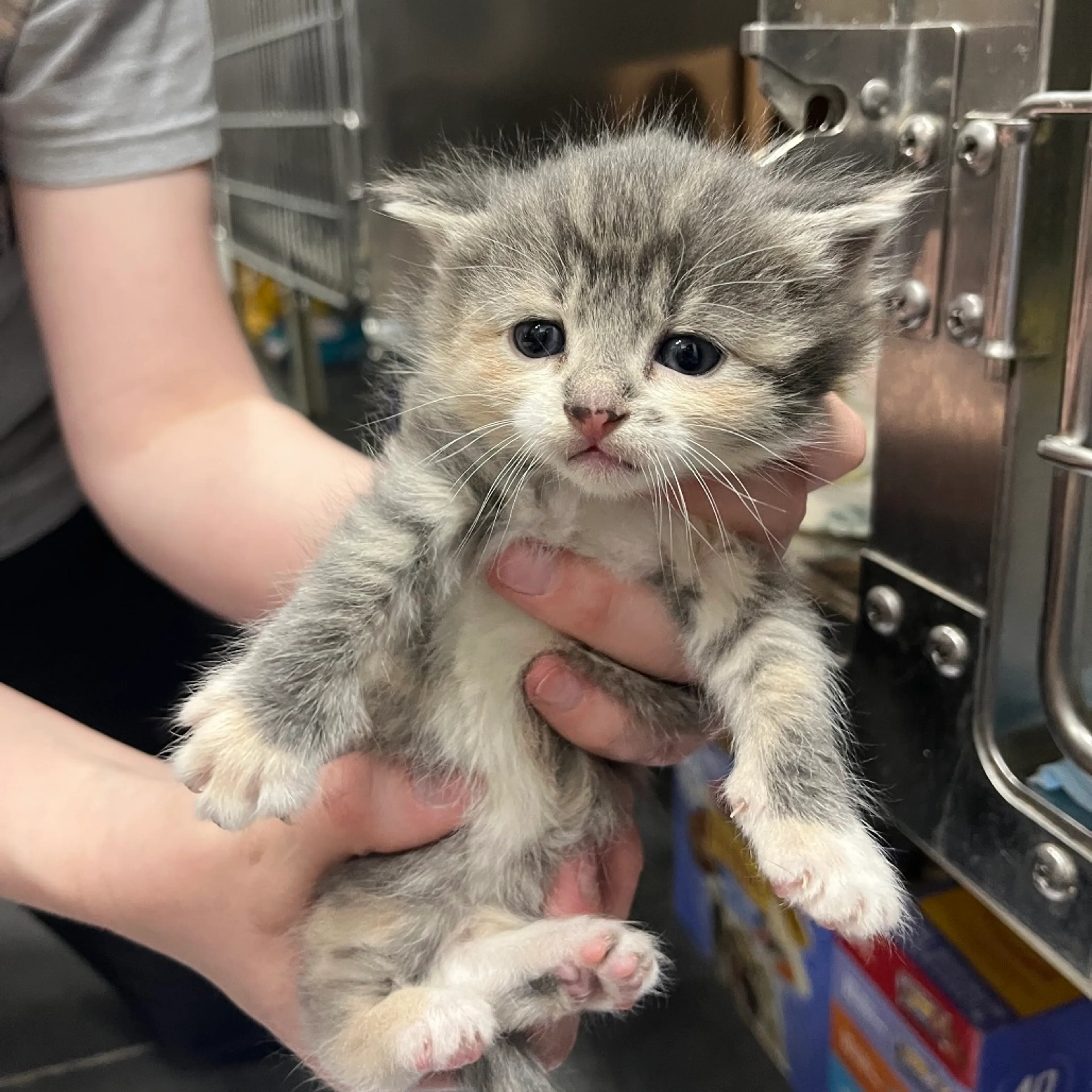 Found pet