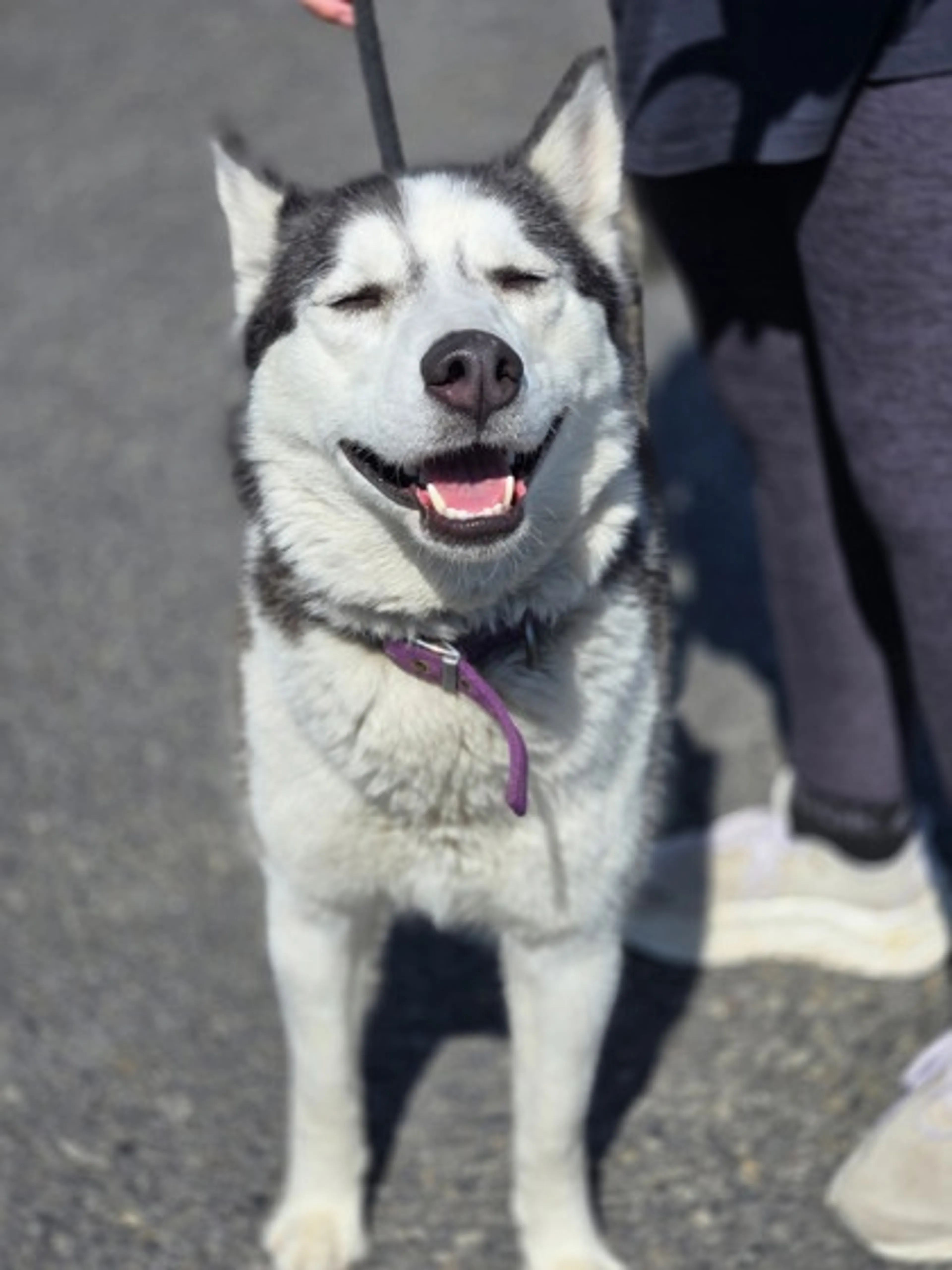 Found pet