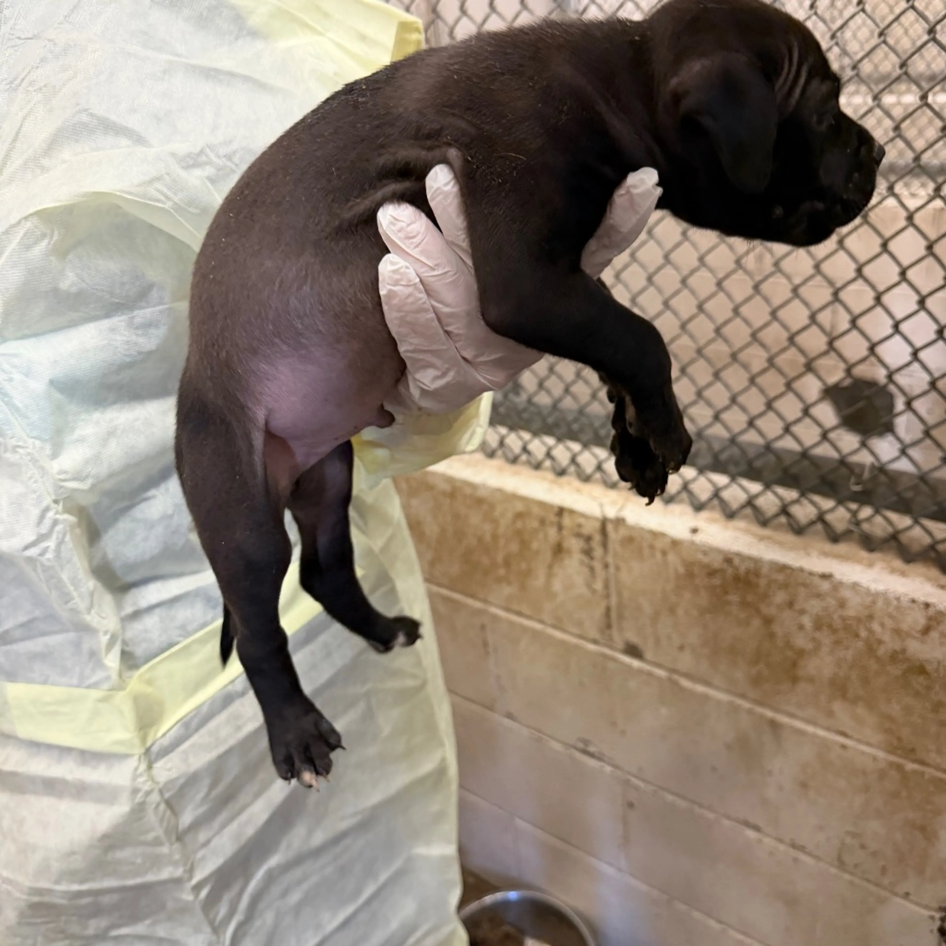 Found pet-2