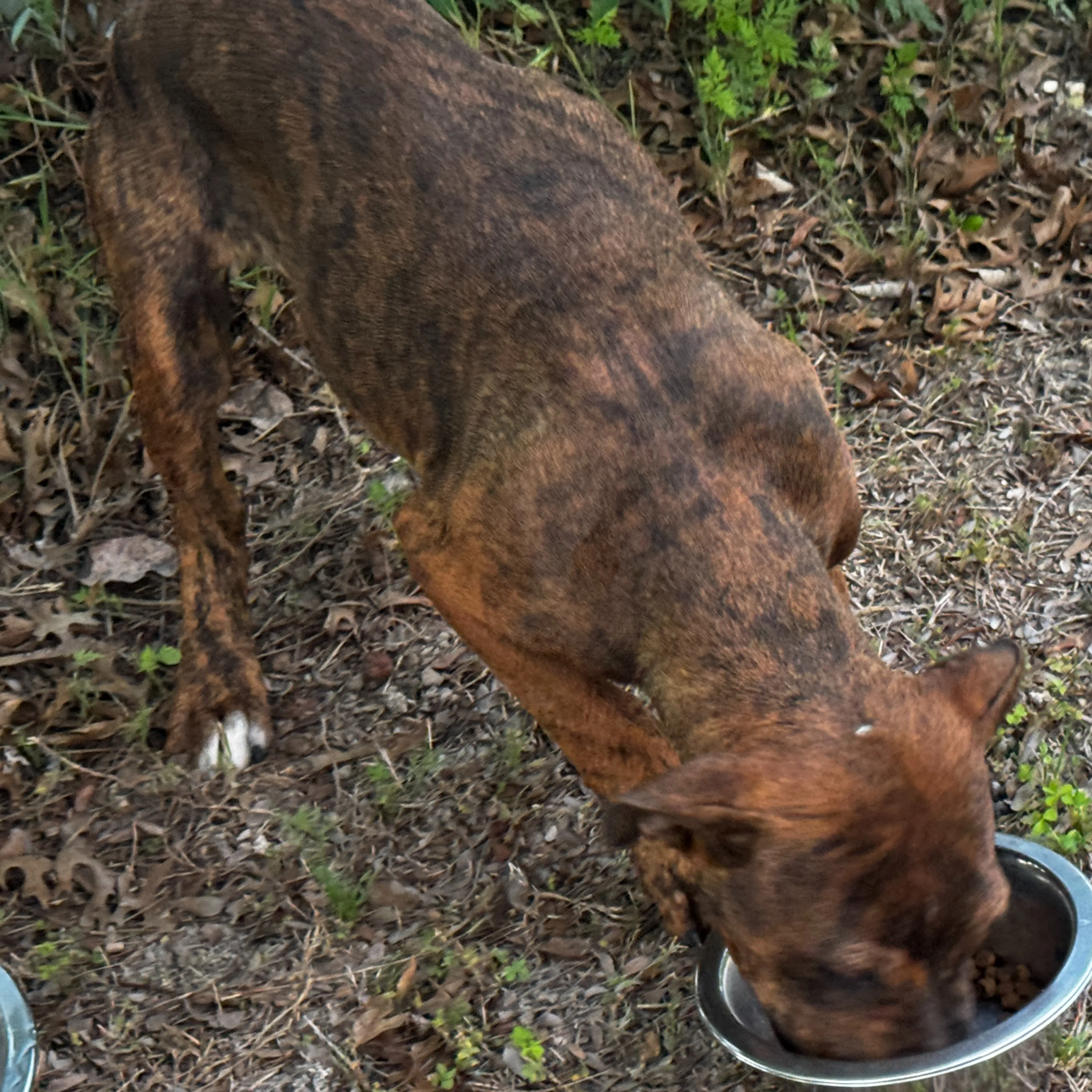 Found pet-1