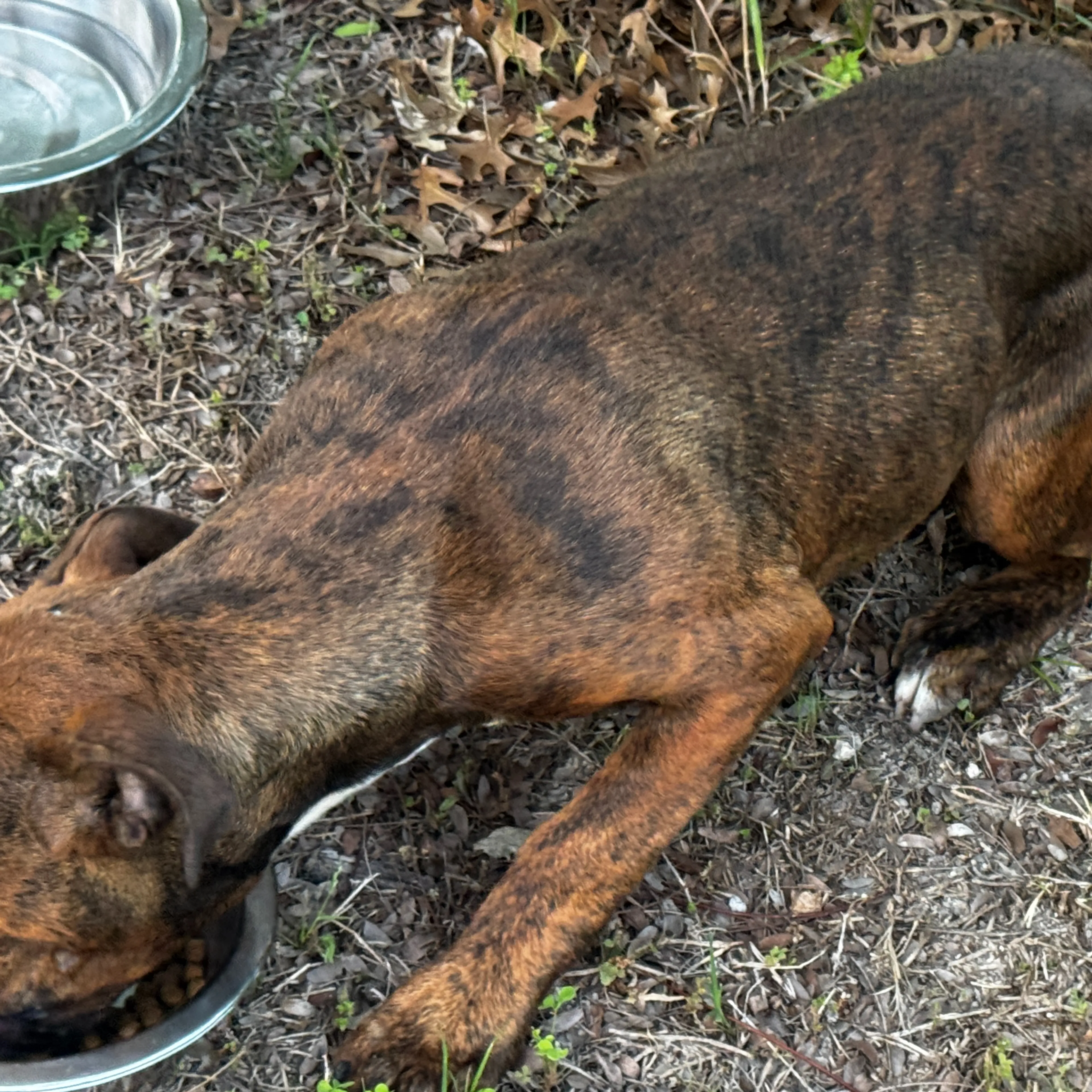 Found pet-2