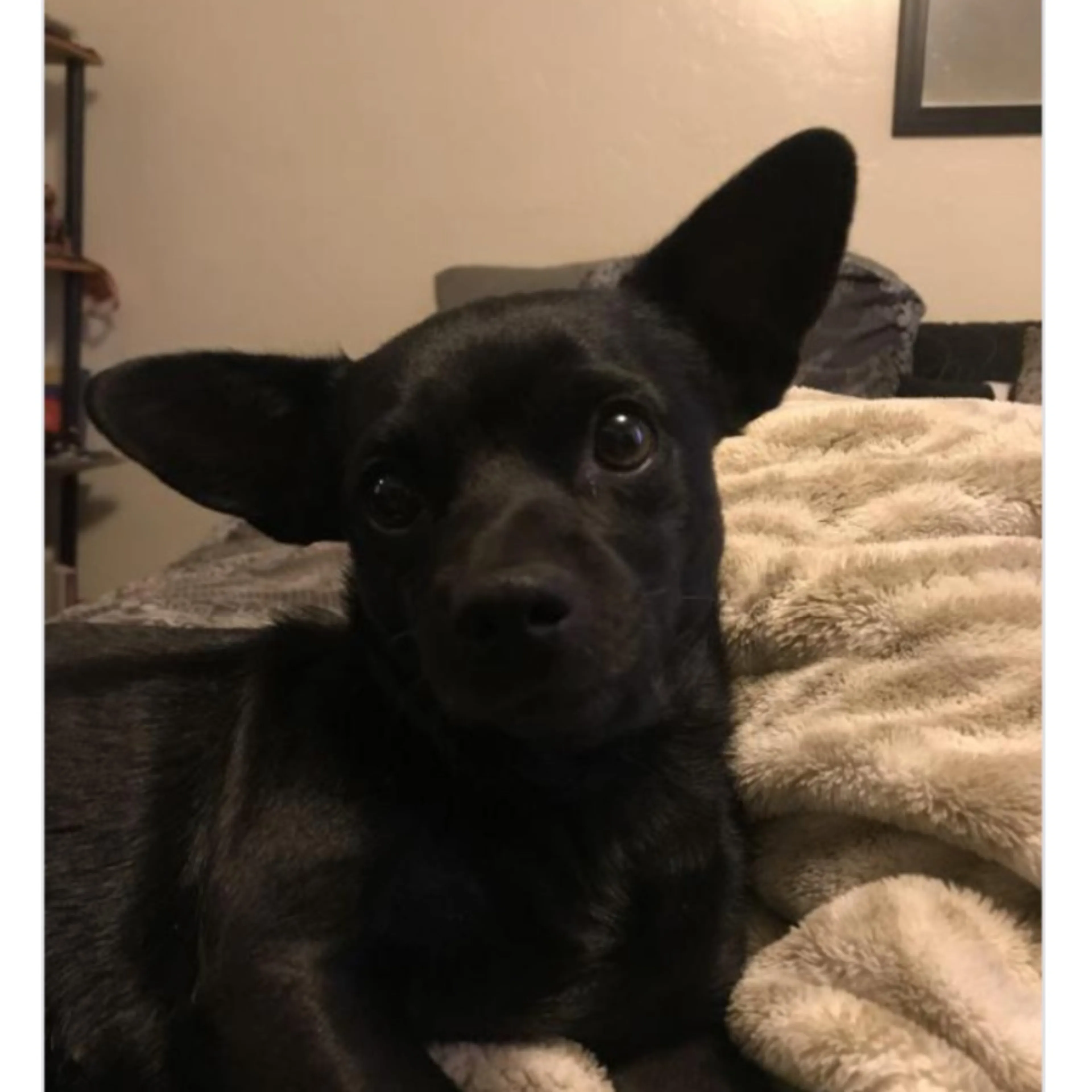 Lost pet