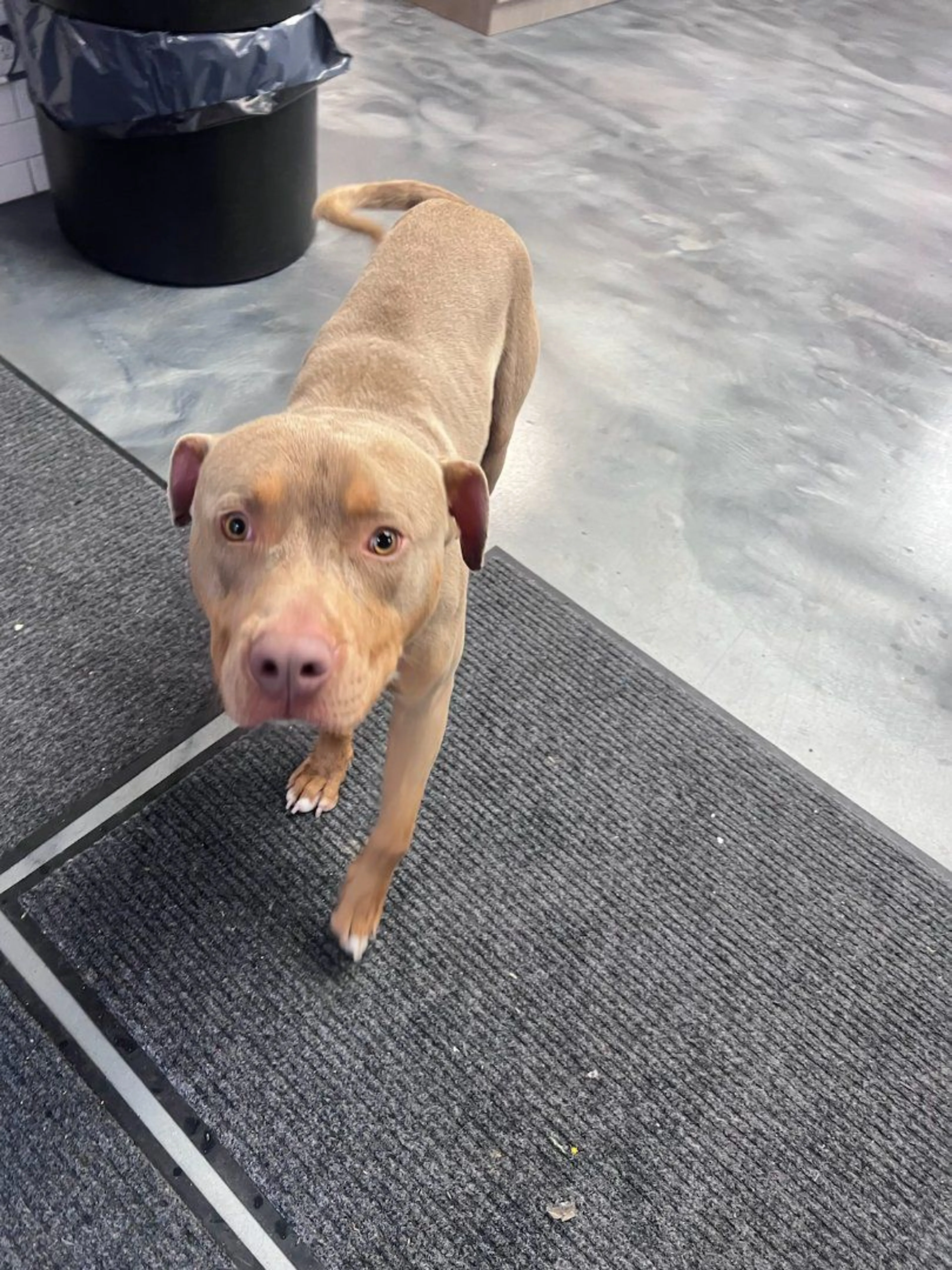 Lost pet