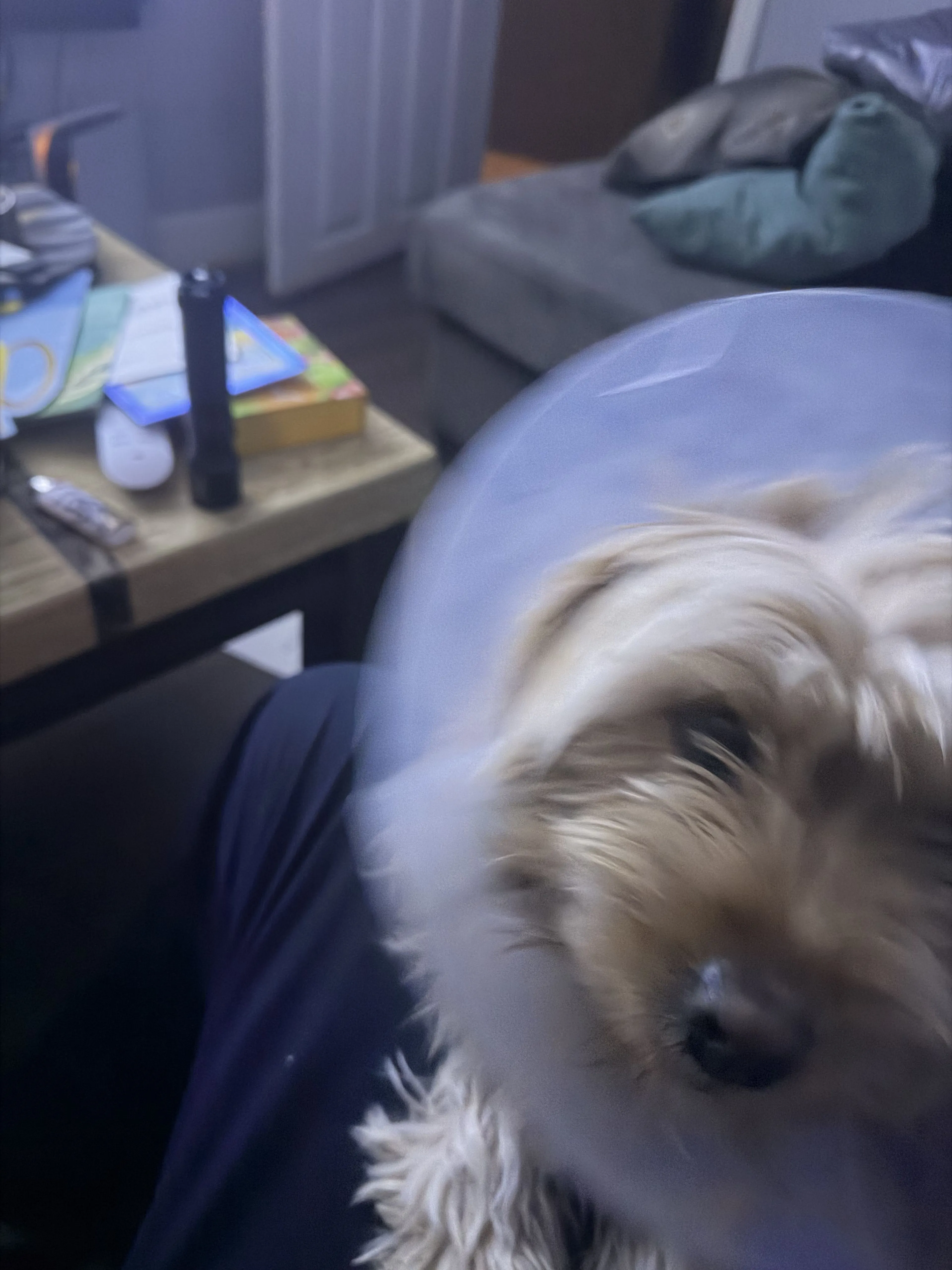 Lost pet-1