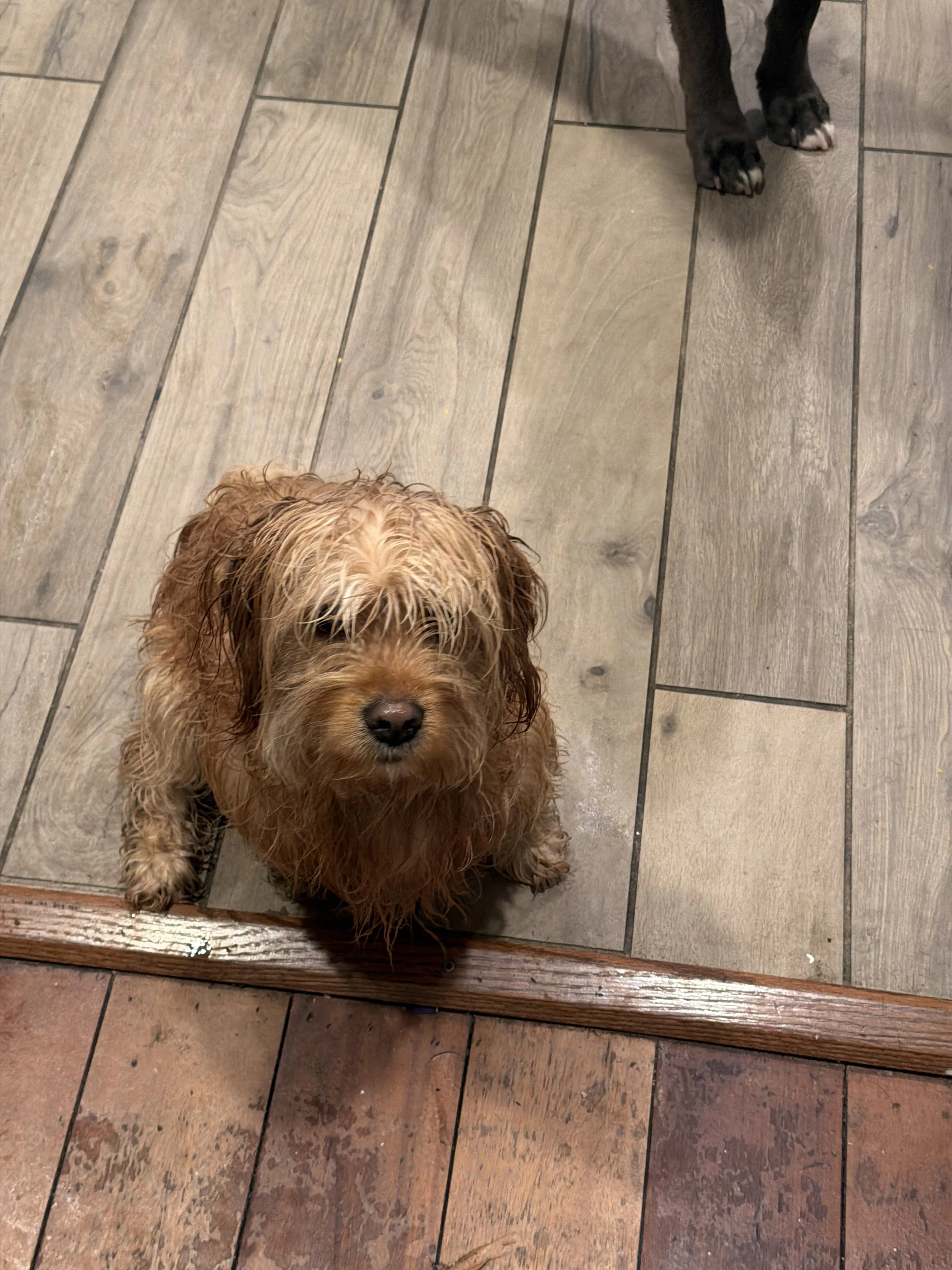 Lost pet-0