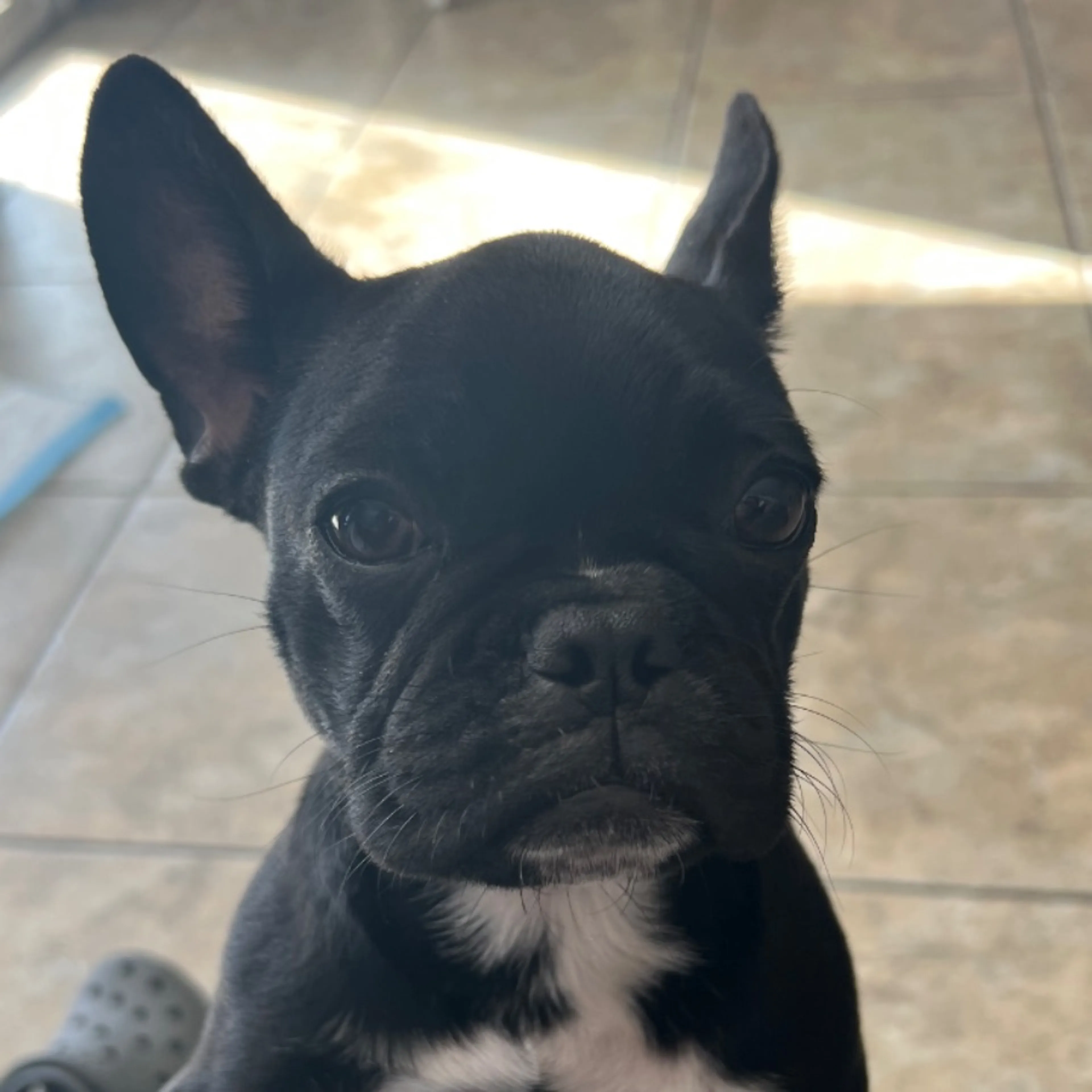 Lost pet