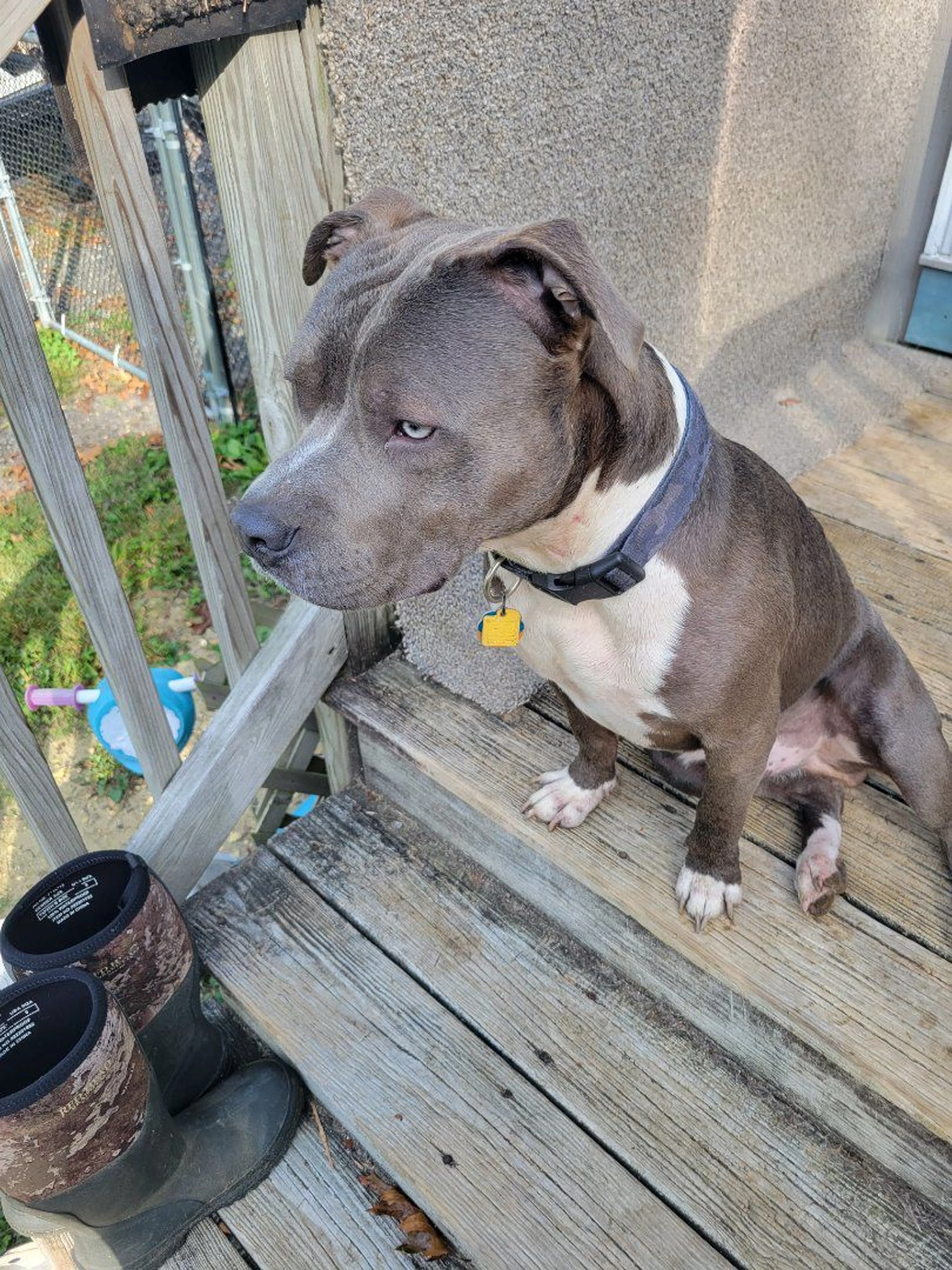 Lost pet-1