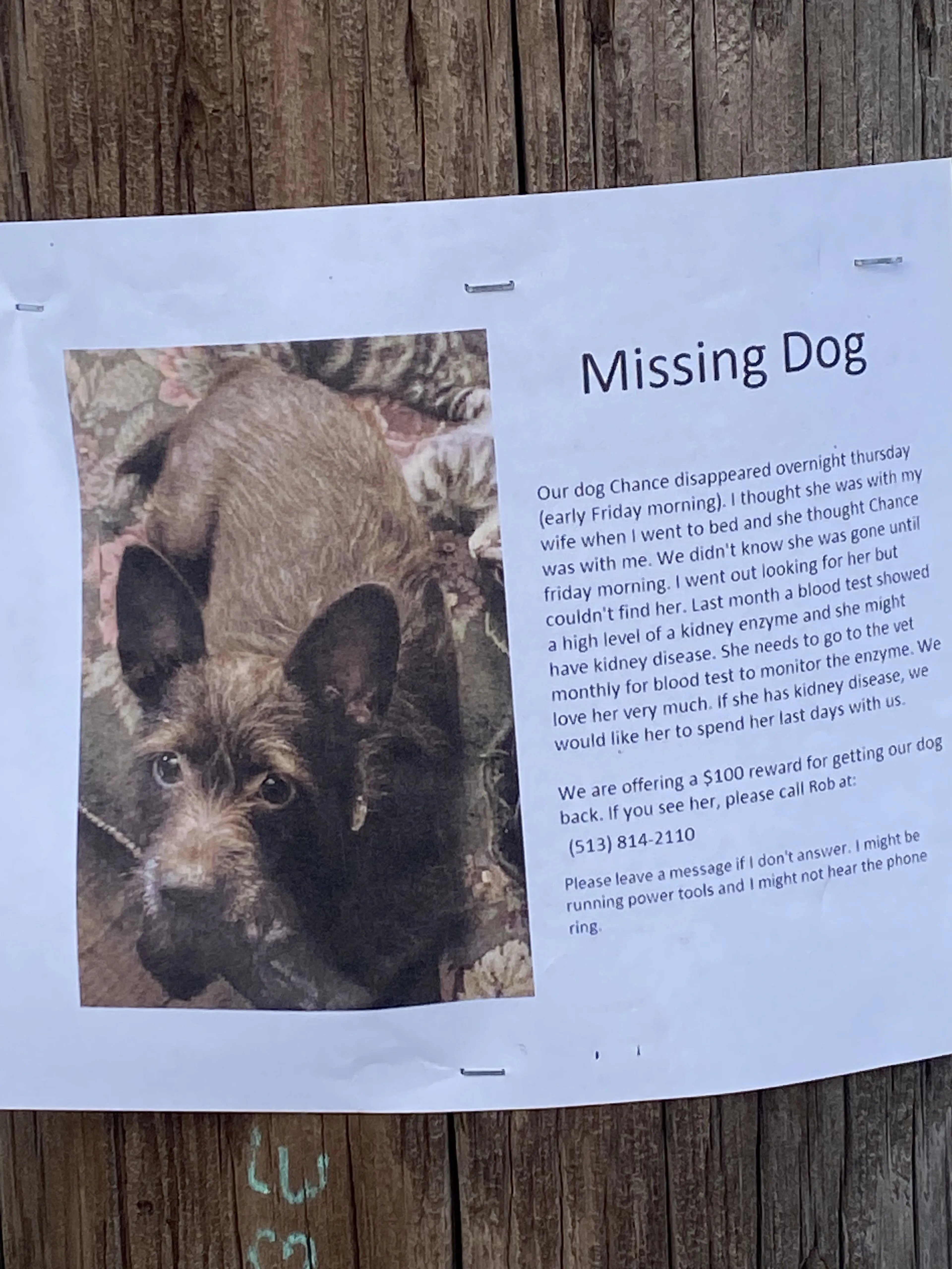 Lost pet
