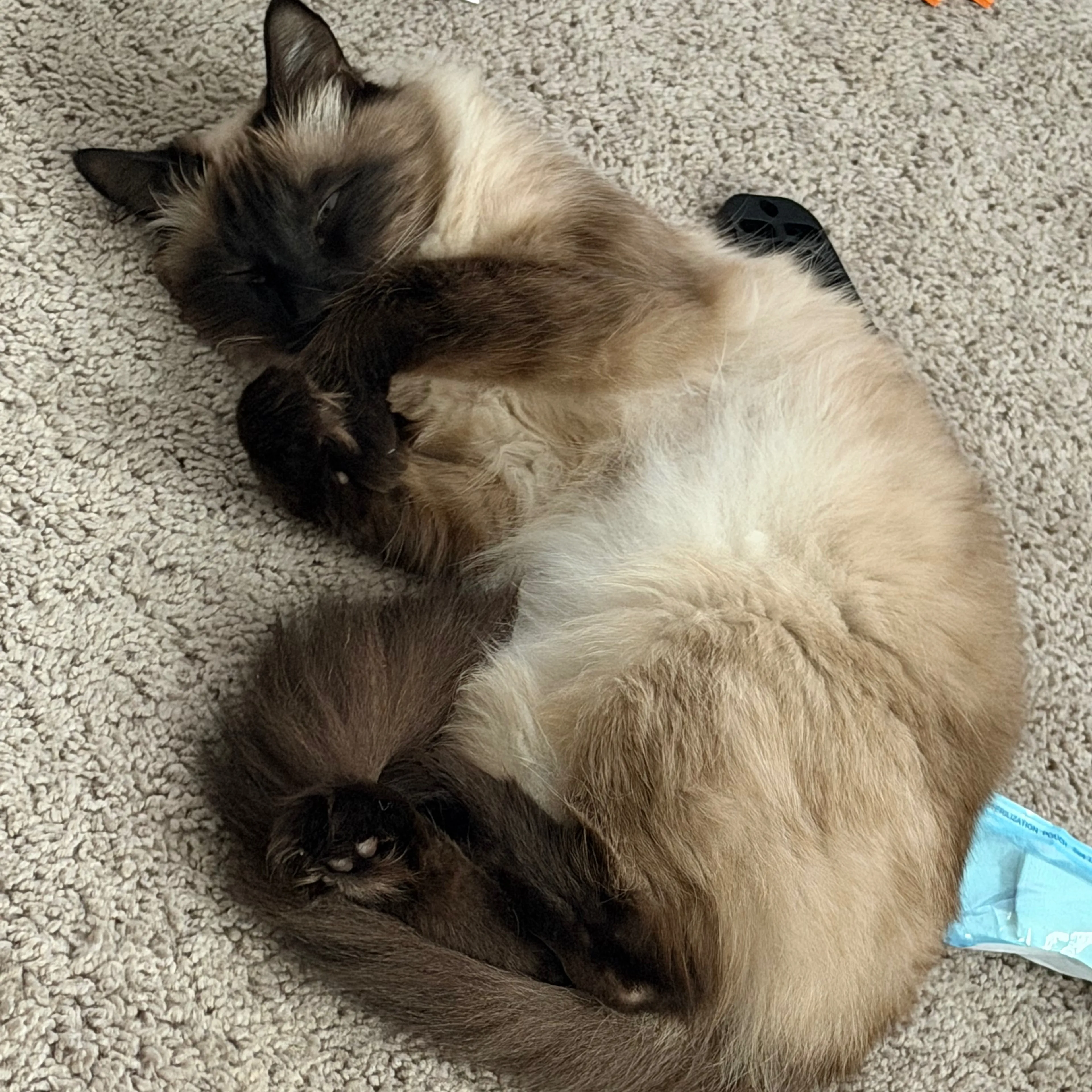 Lost pet-1
