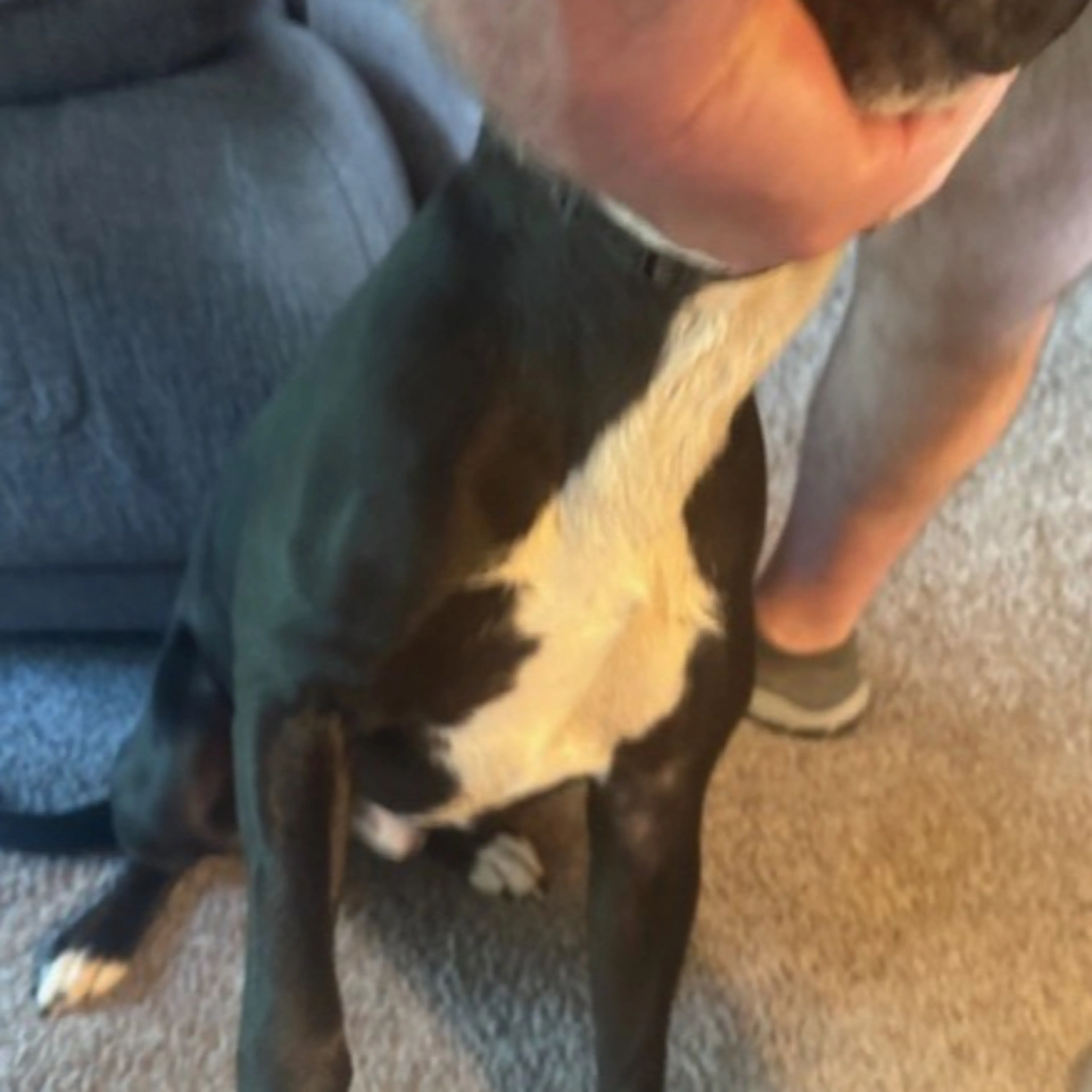 Found pet-1