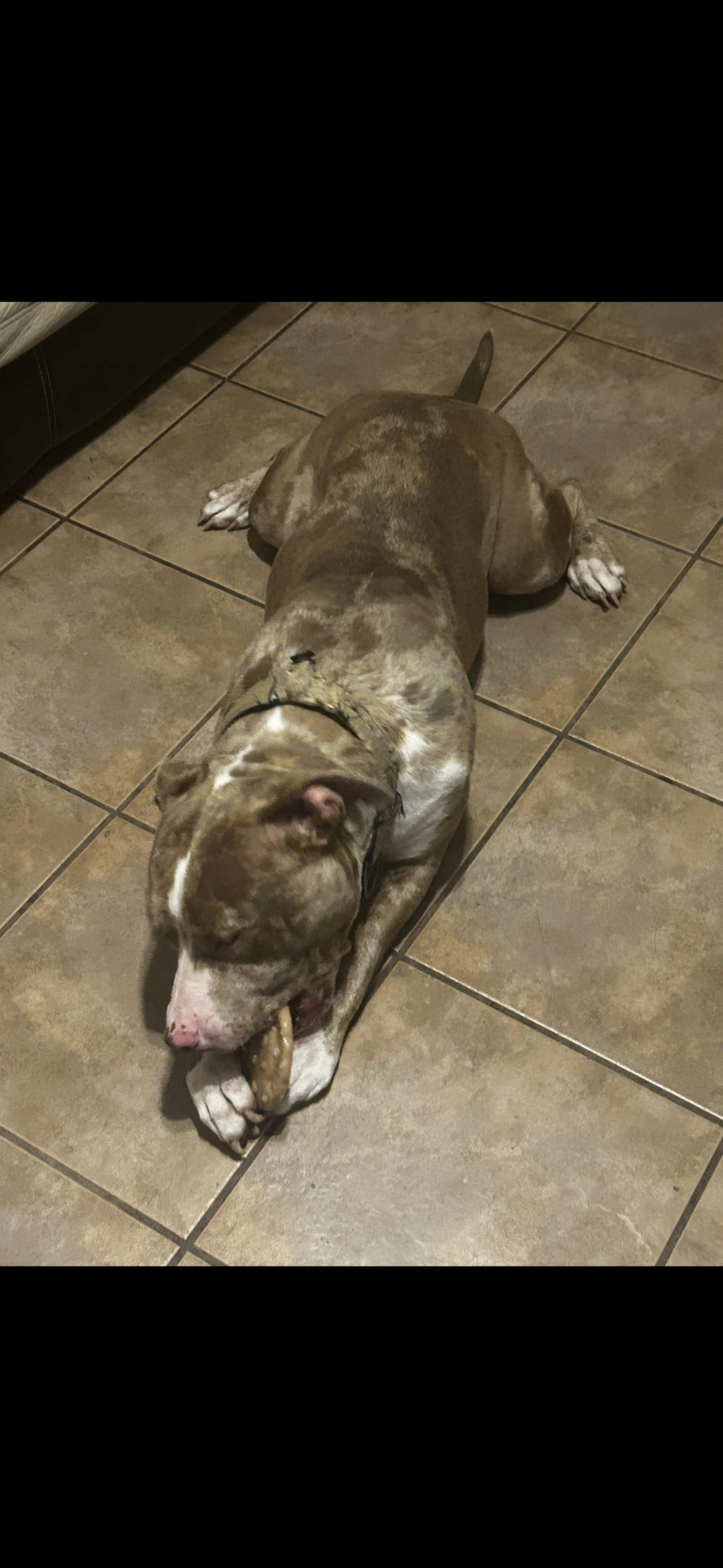 Lost pet-1