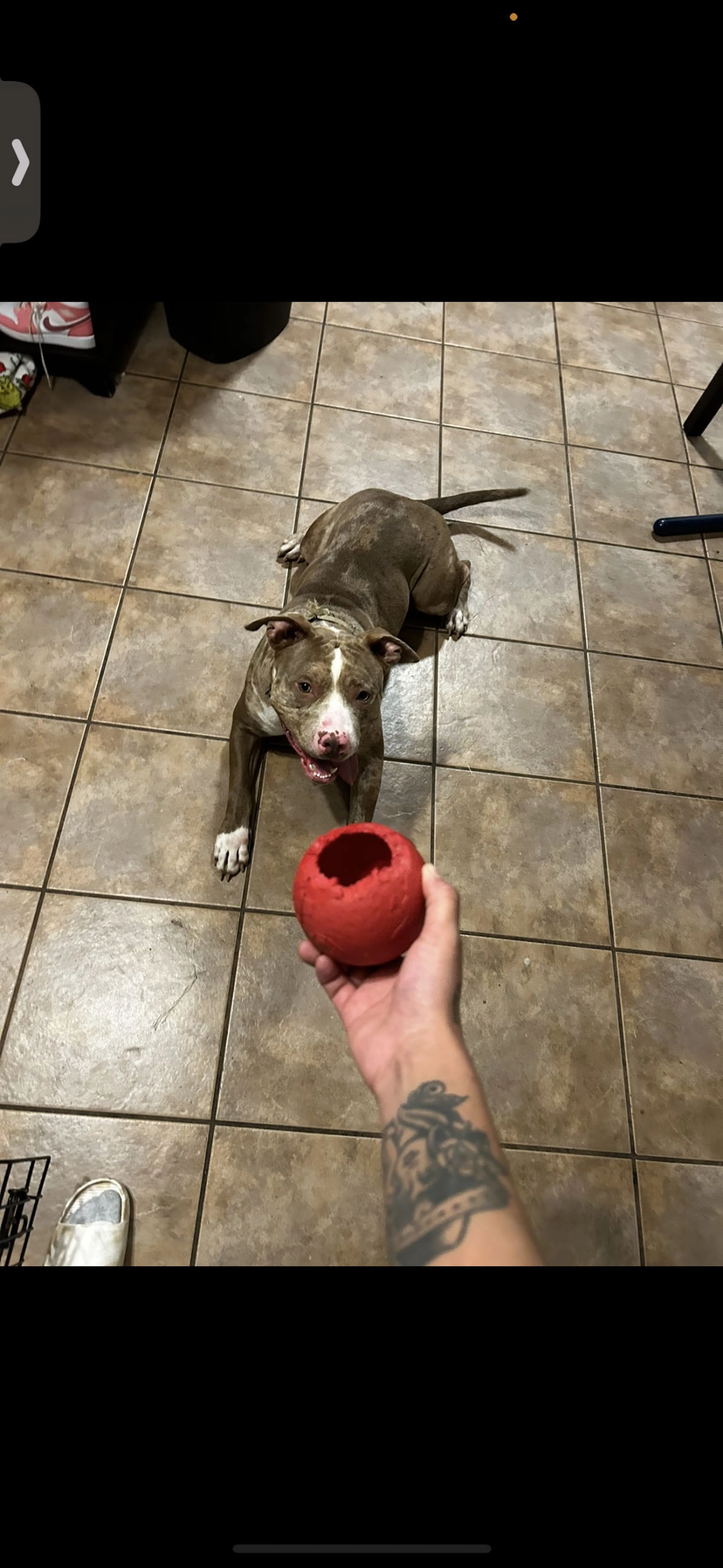 Lost pet-0