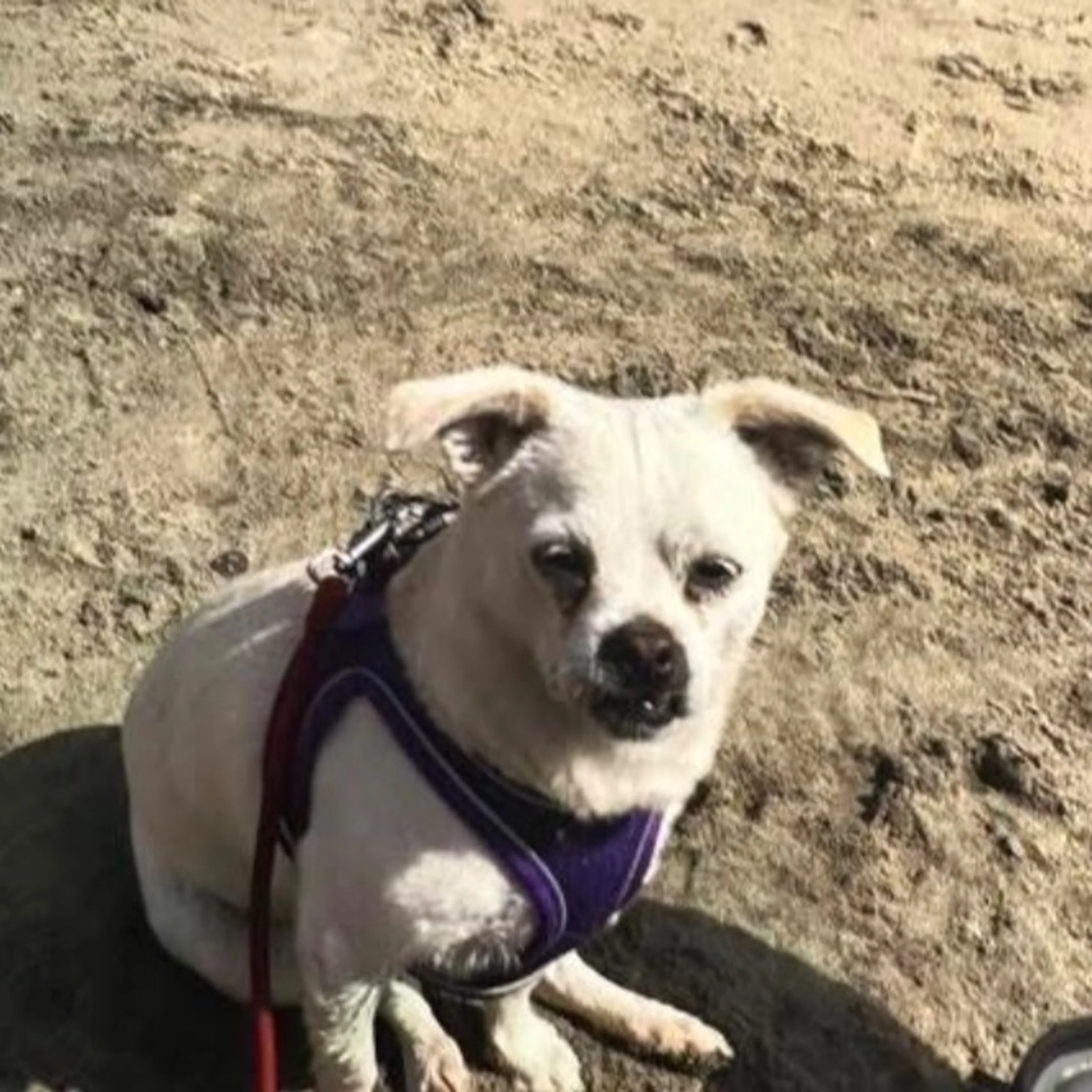 Lost pet-0