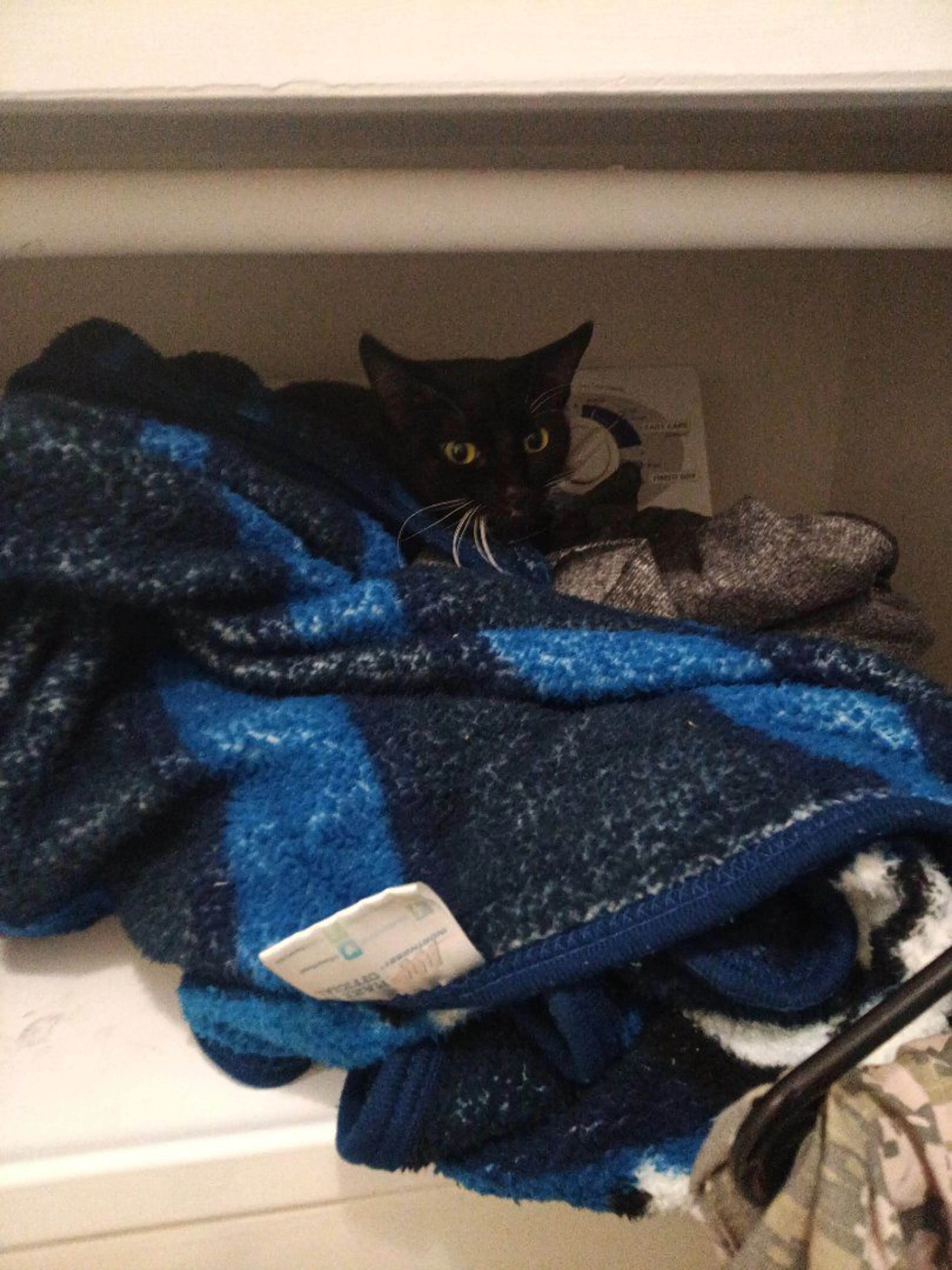 Lost pet-1