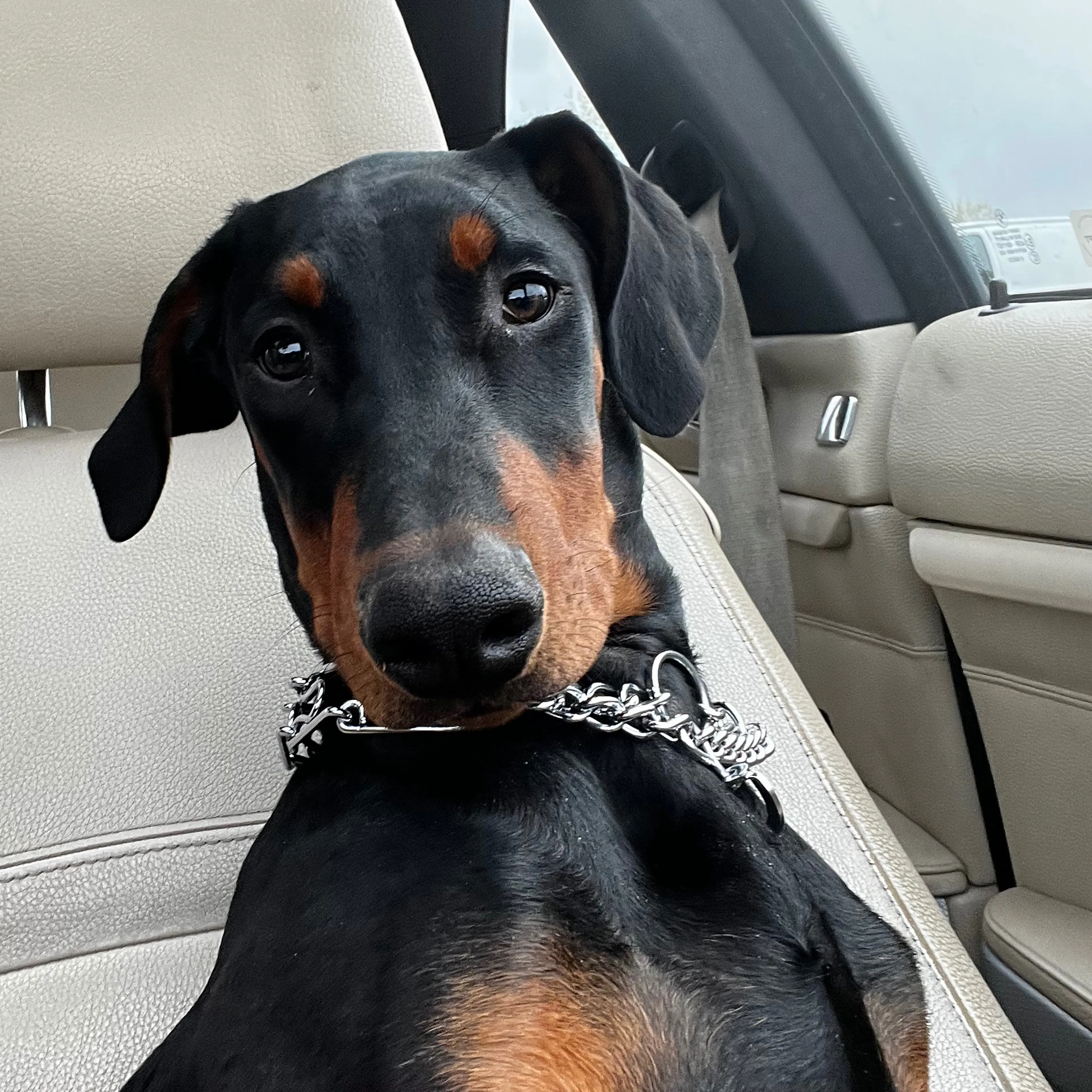Lost pet-1