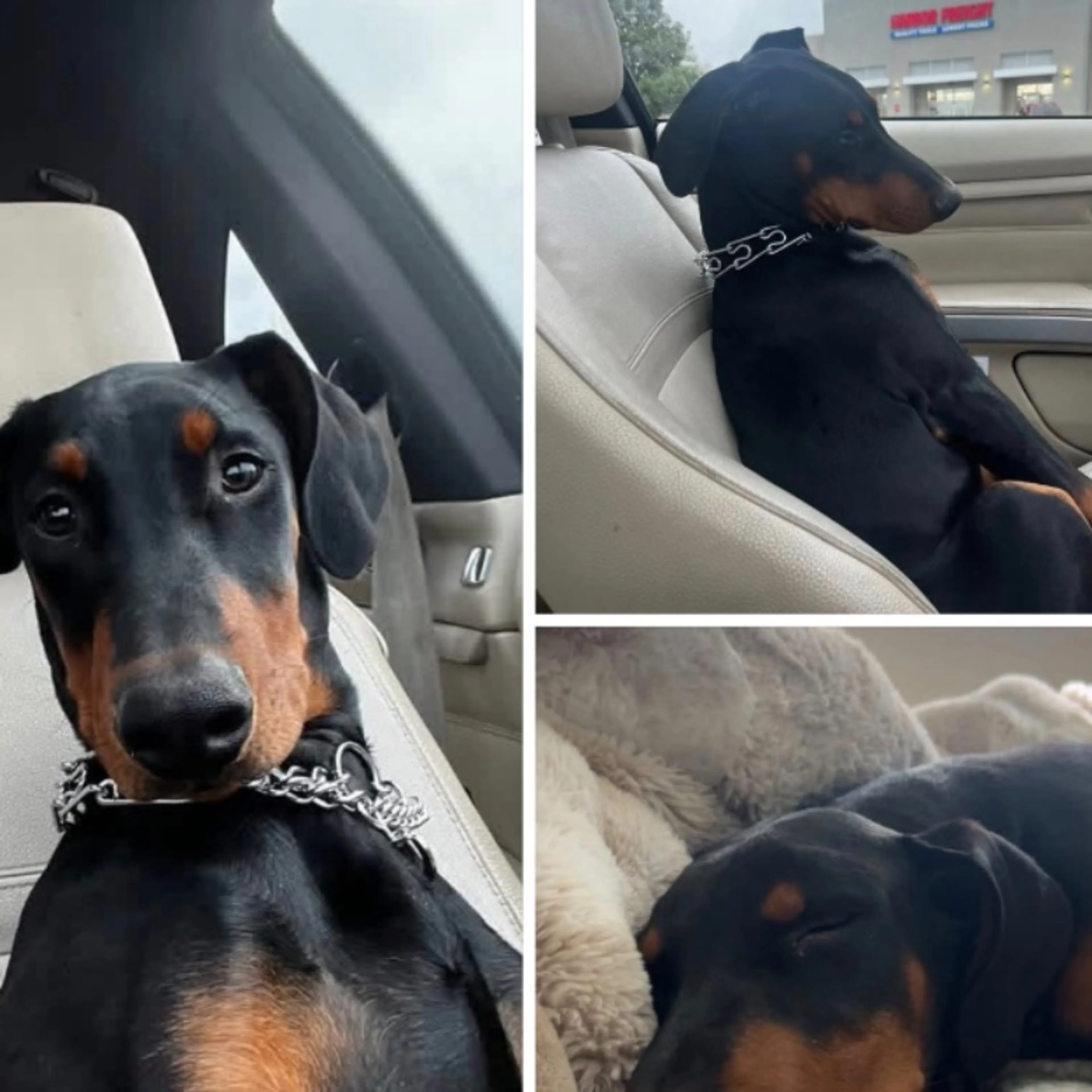 Lost pet-0