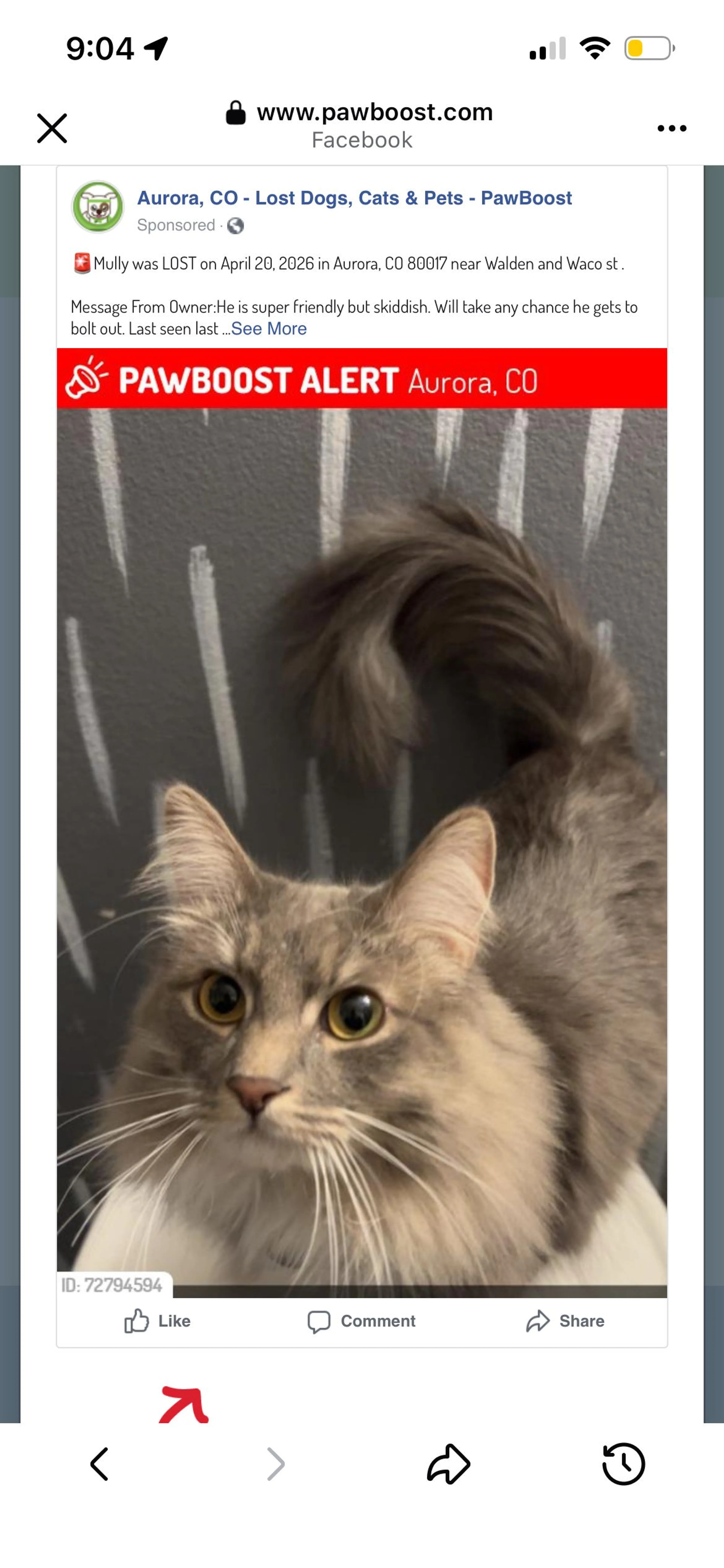 Lost pet-0