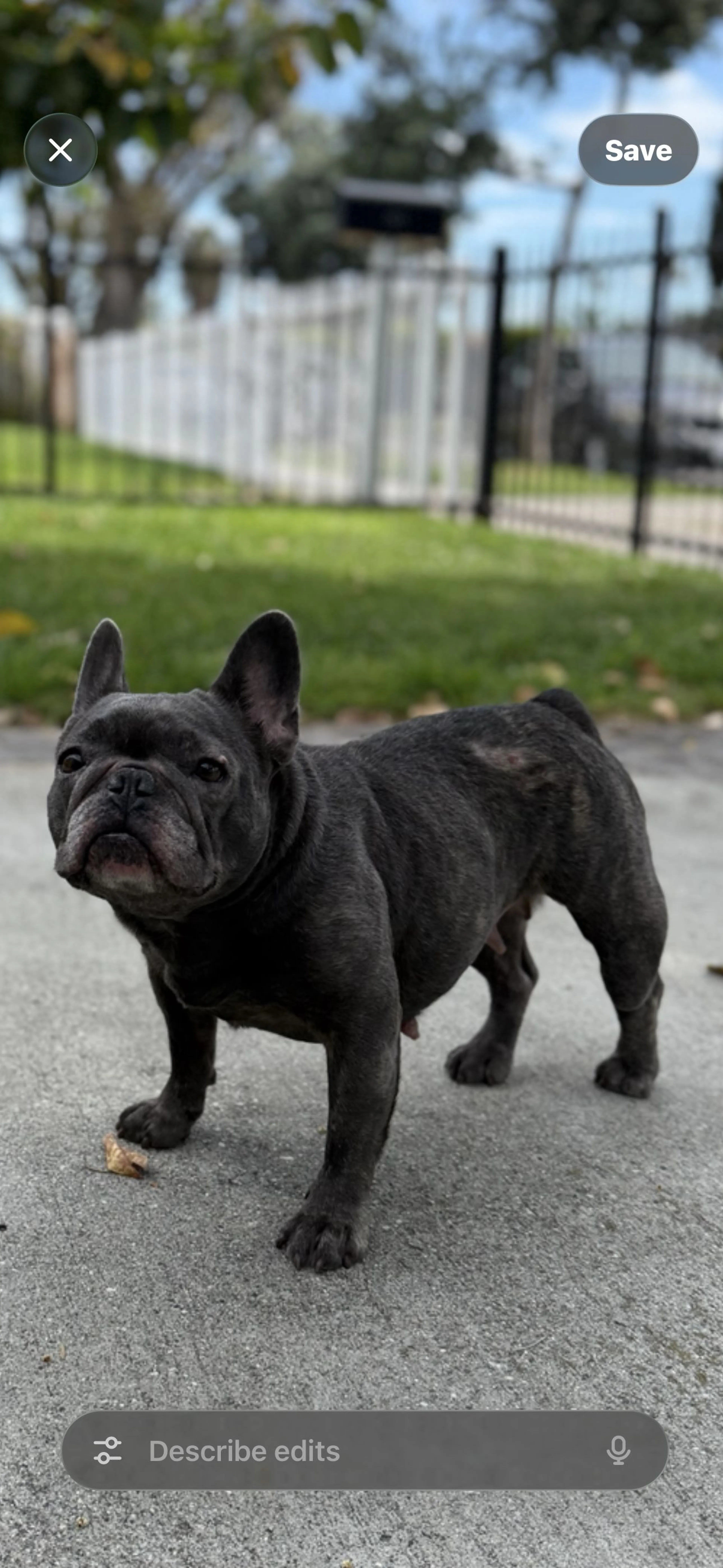 Lost pet-2
