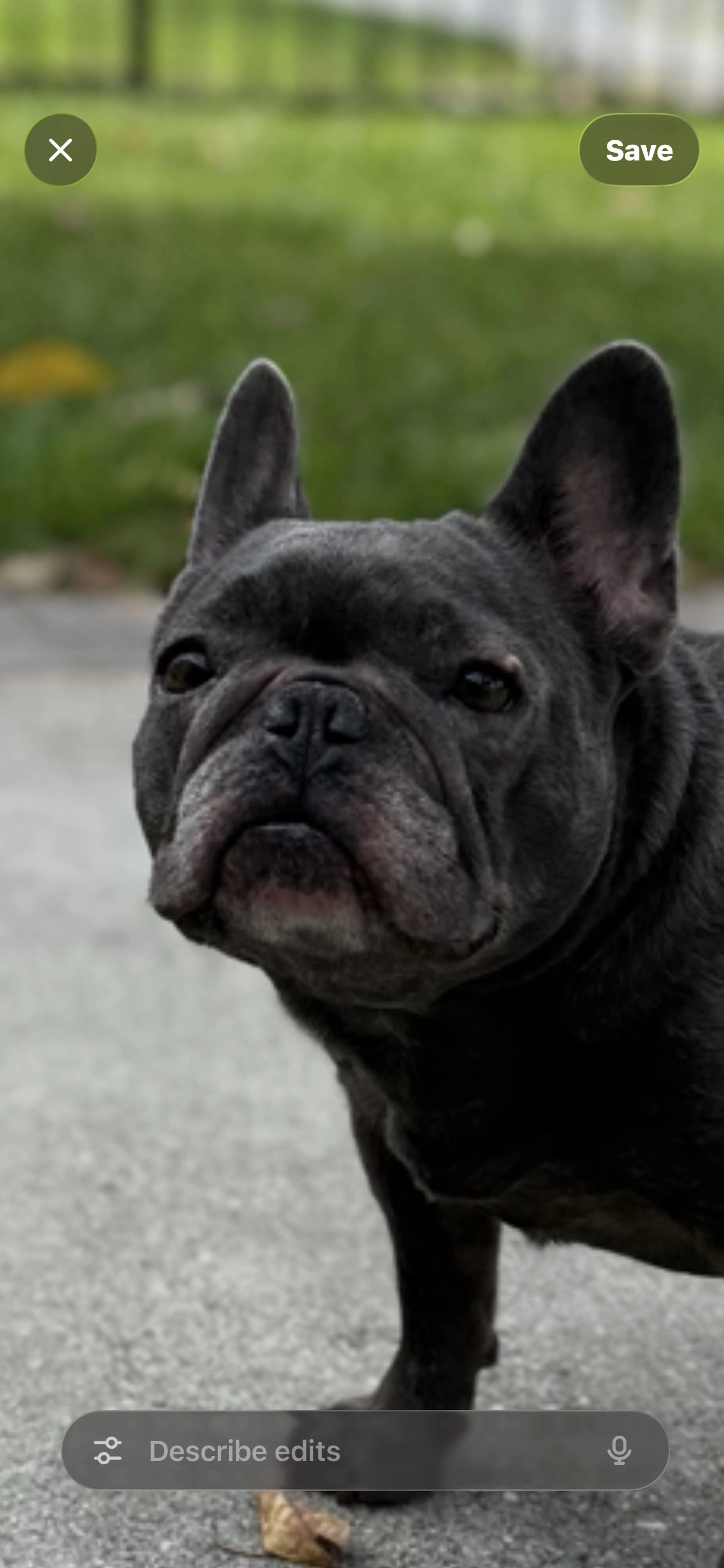 Lost pet-1