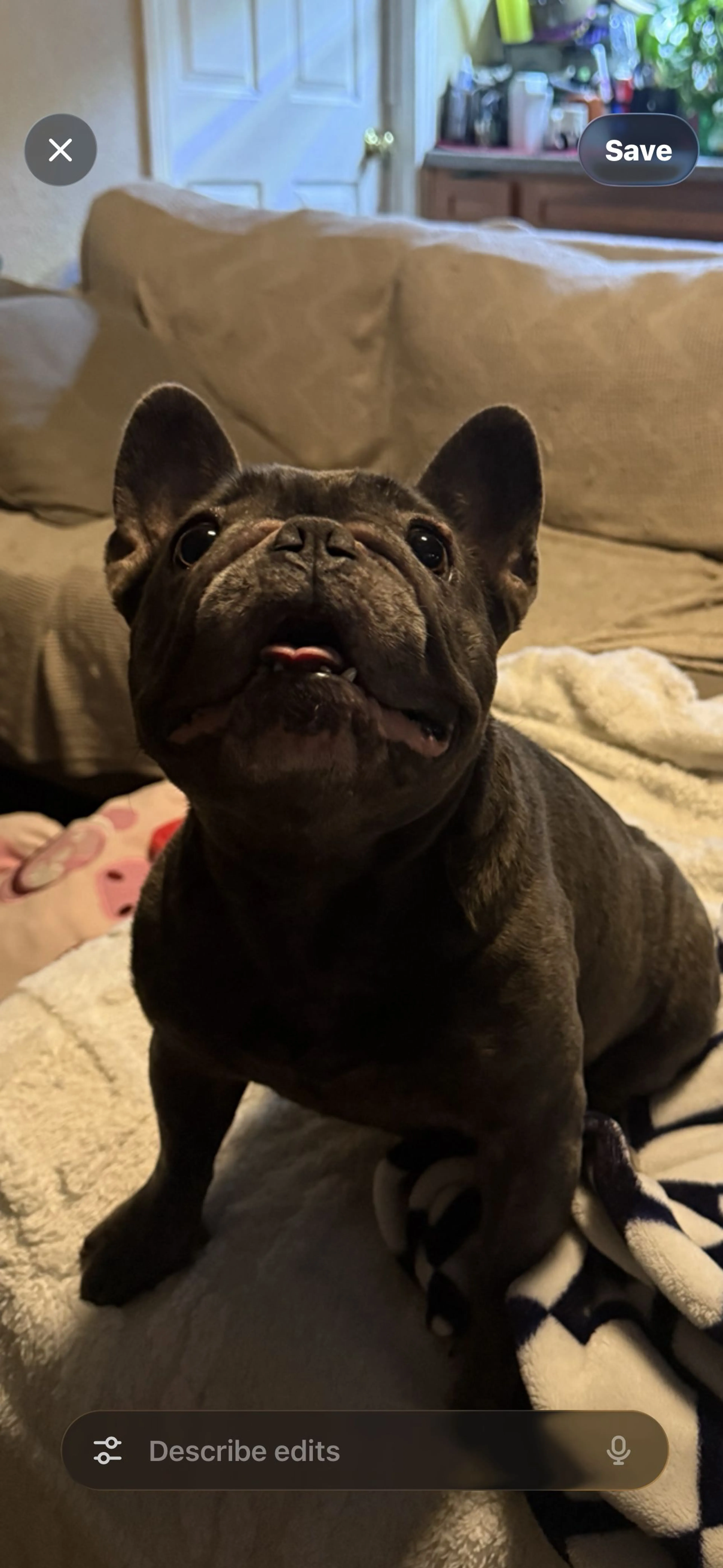Lost pet-3